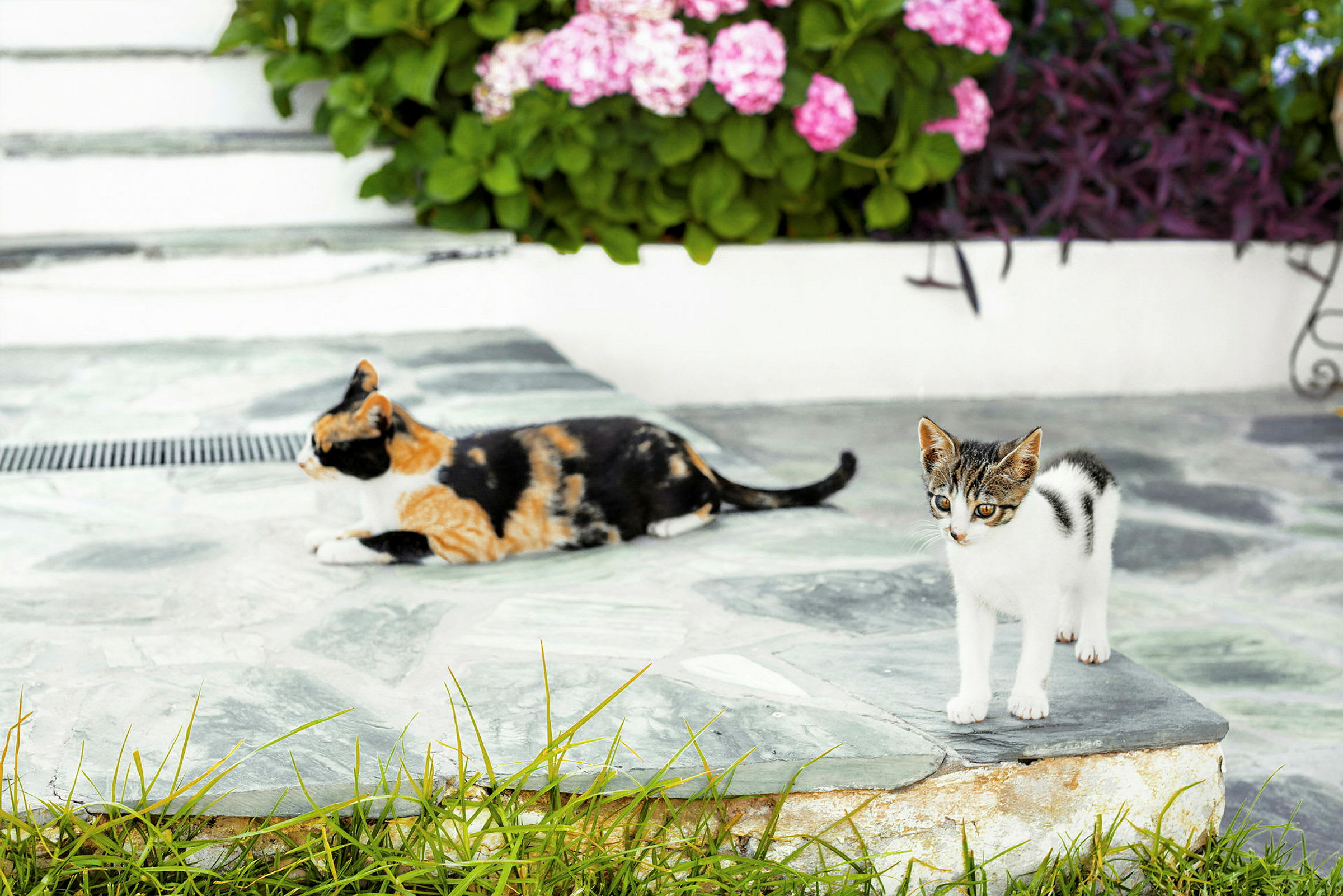 Två katter, en liggande och en stående, vid en stenbelagd yta framför blommor. (AI-genererad text)