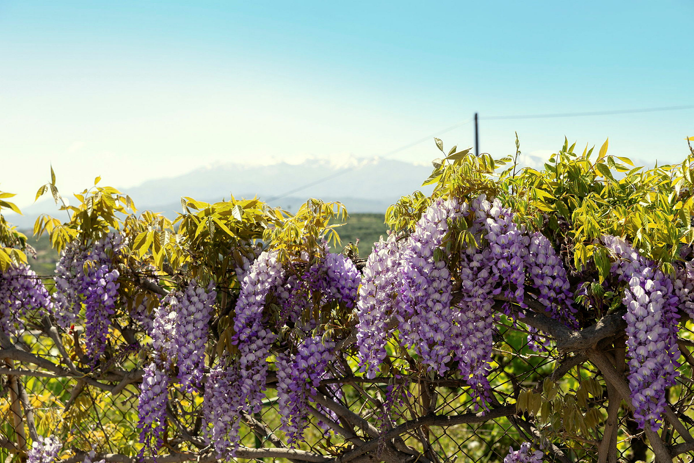 Lila blommor hänger från en trädranka med berg och klar himmel i bakgrunden. (AI-genererad text)
