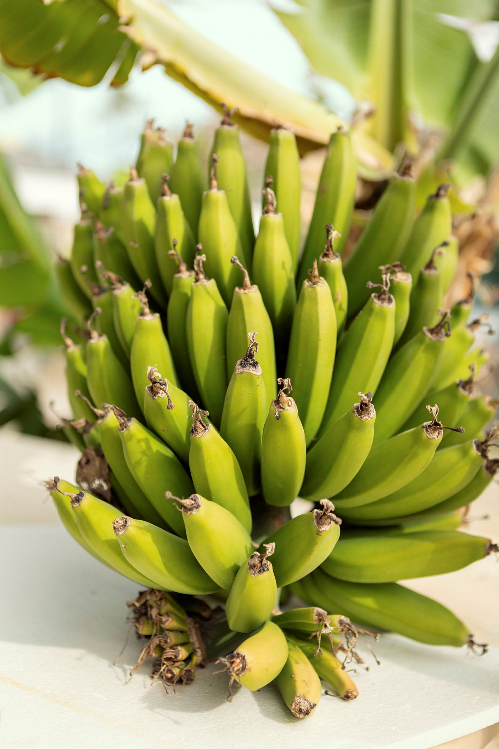 En klase gröna bananer mot en bakgrund av gröna blad. (AI-genererad text)