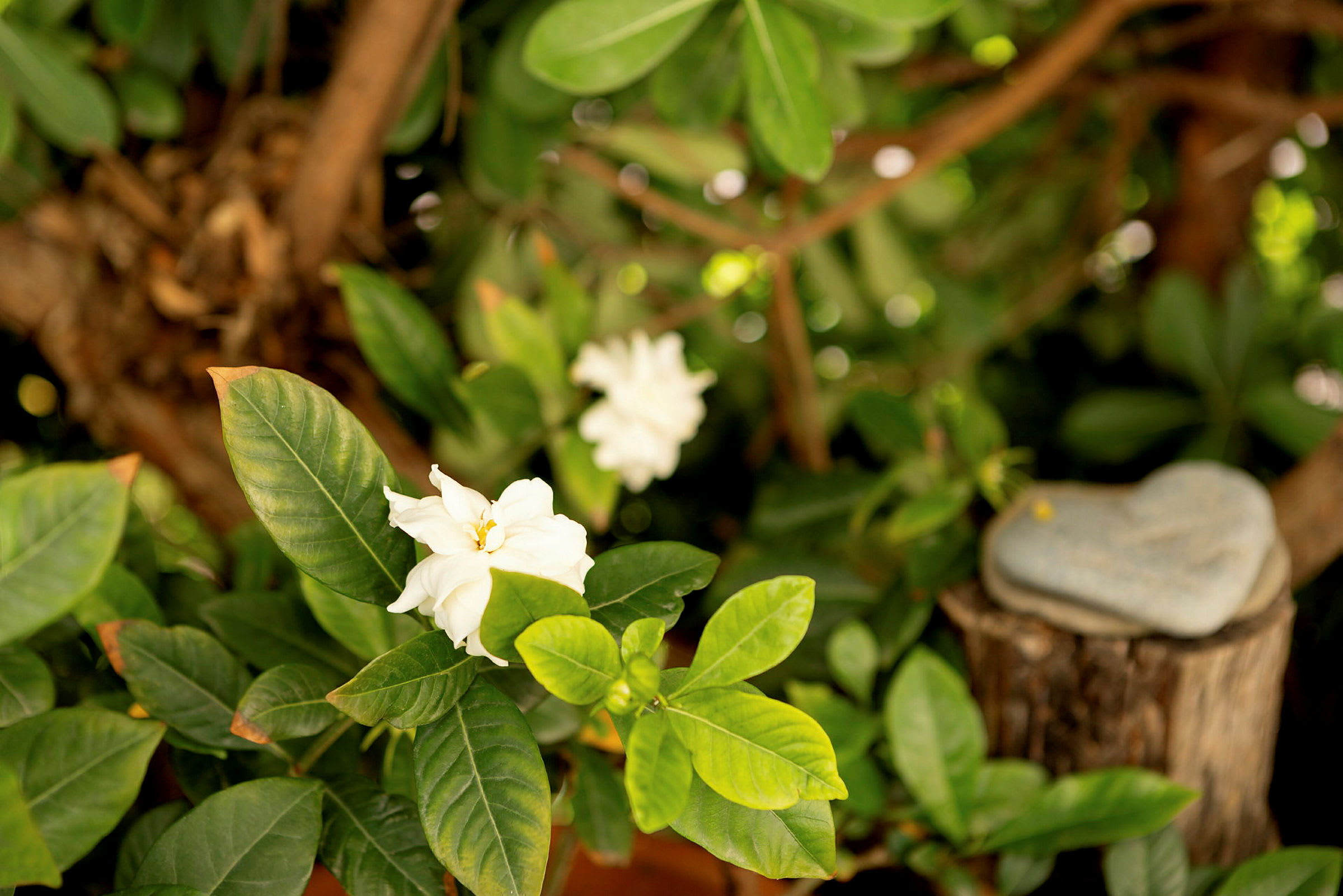 En vit blomma med gröna blad omgiven av en träig bakgrund. (AI-genererad text)