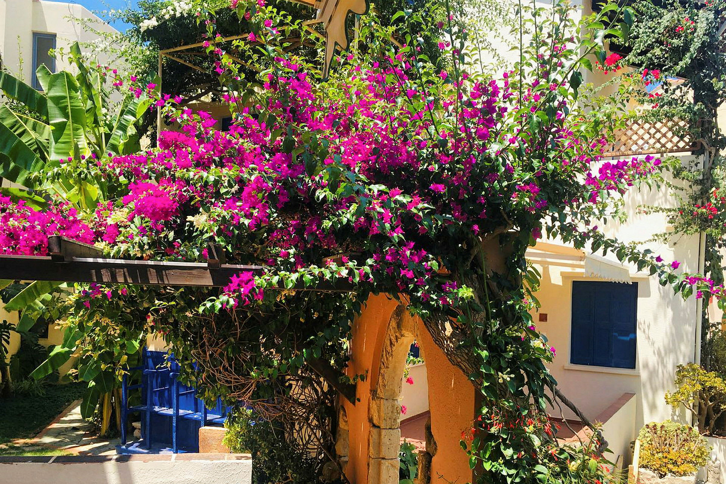 Ett pergola med färgglada rosa blommor och gröna växter bredvid en byggnad. (AI-genererad text)