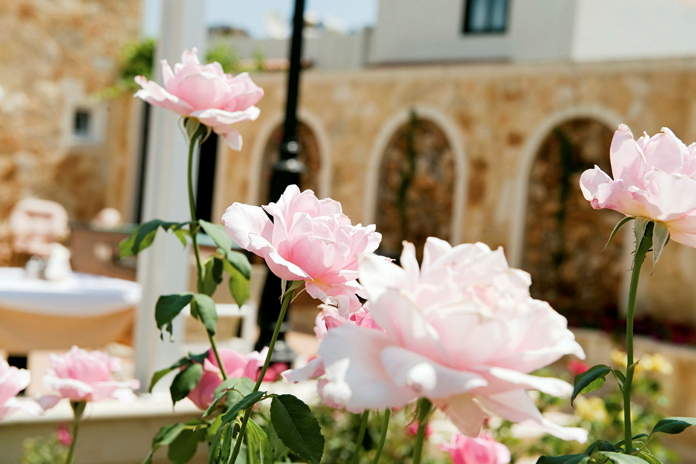 Rosa blommor i förgrunden med en stenvägg i bakgrunden. (AI-genererad text)