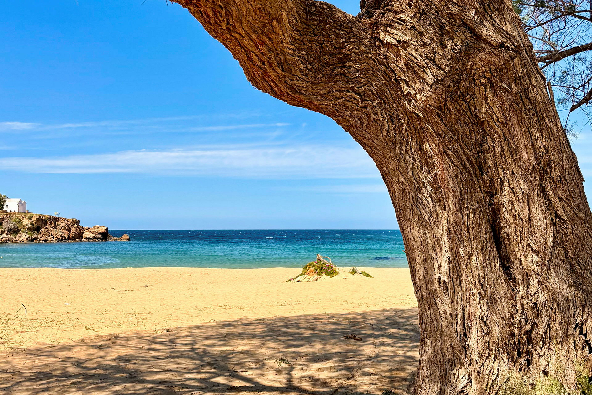 Vy över en sandstrand med havet i bakgrunden, där ett träd syns i förgrunden. (AI-genererad text)