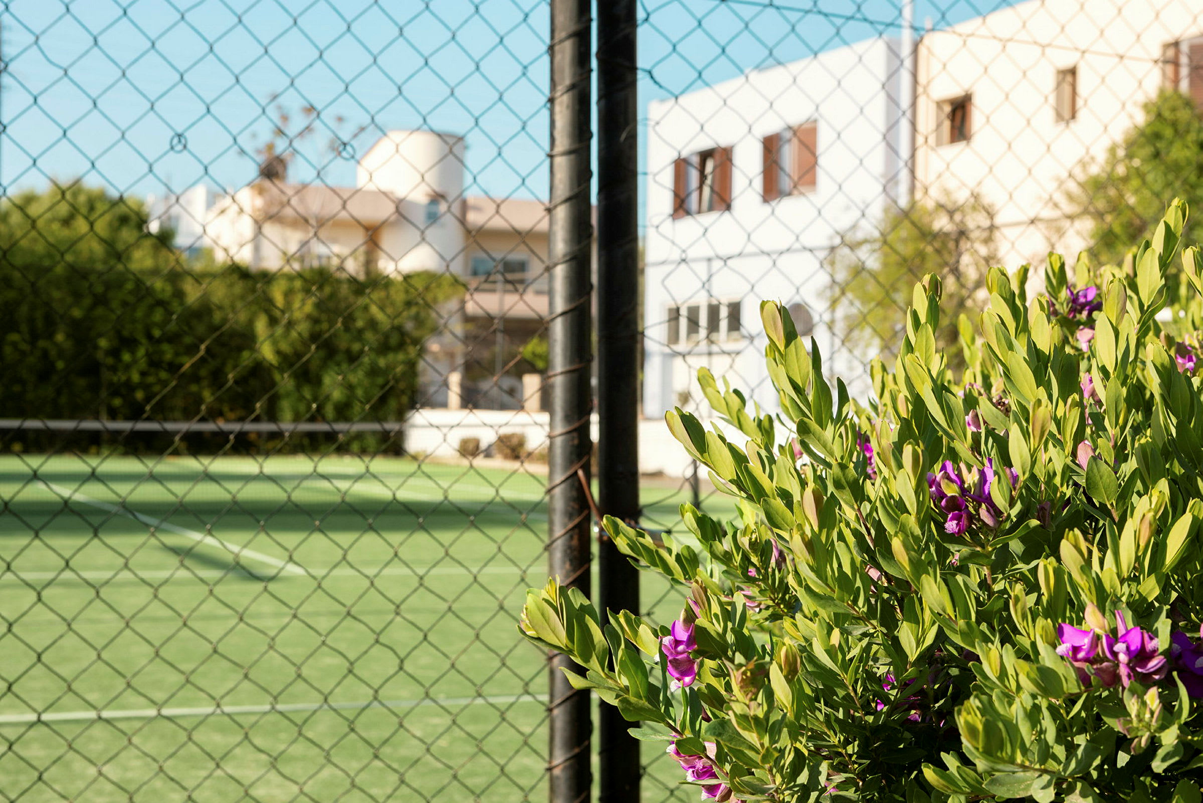 Blommande växt framför ett stängsel som omger en tennisplan. (AI-genererad text)