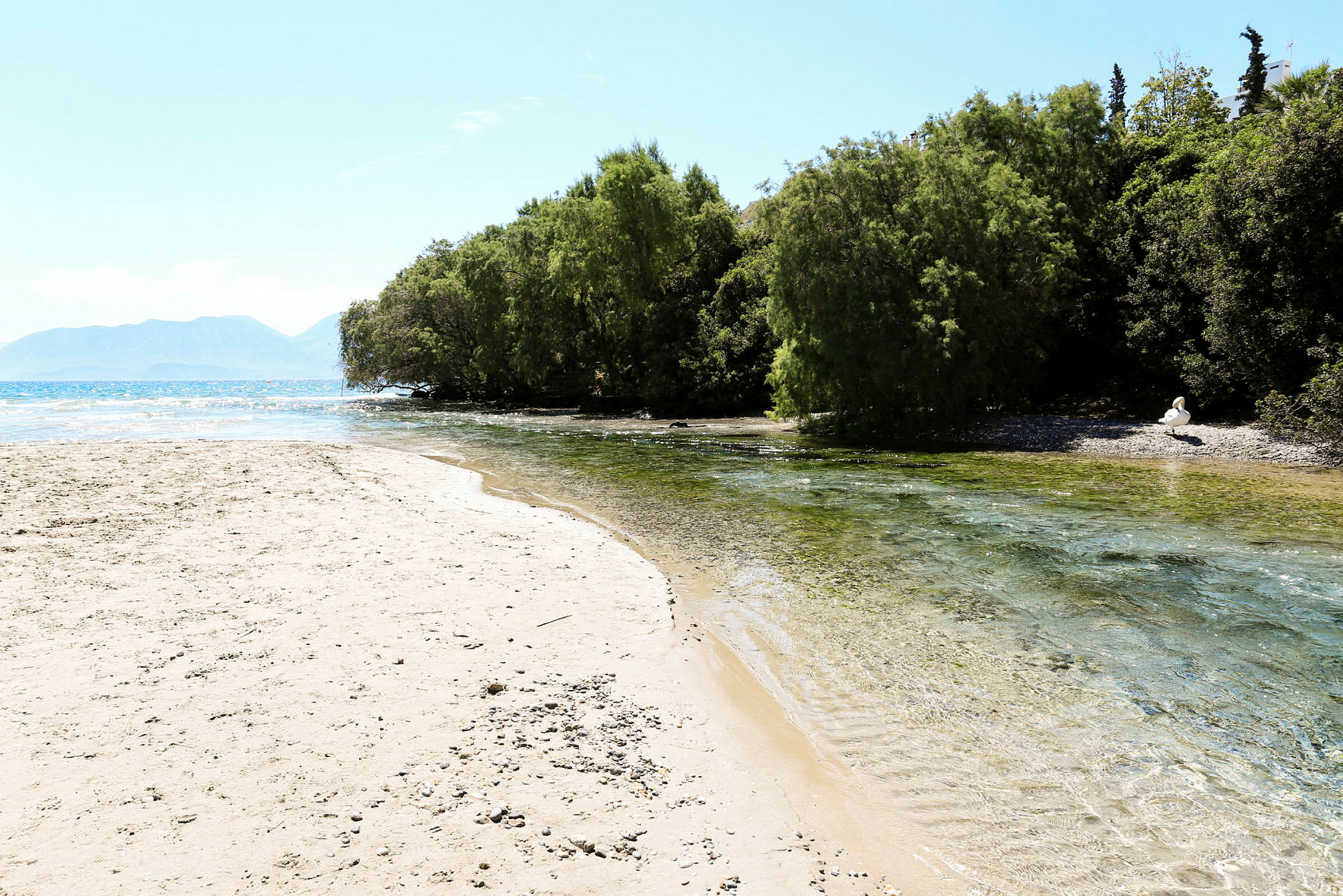 Sandstrand vid en skogskant med klart vatten. (AI-genererad text)