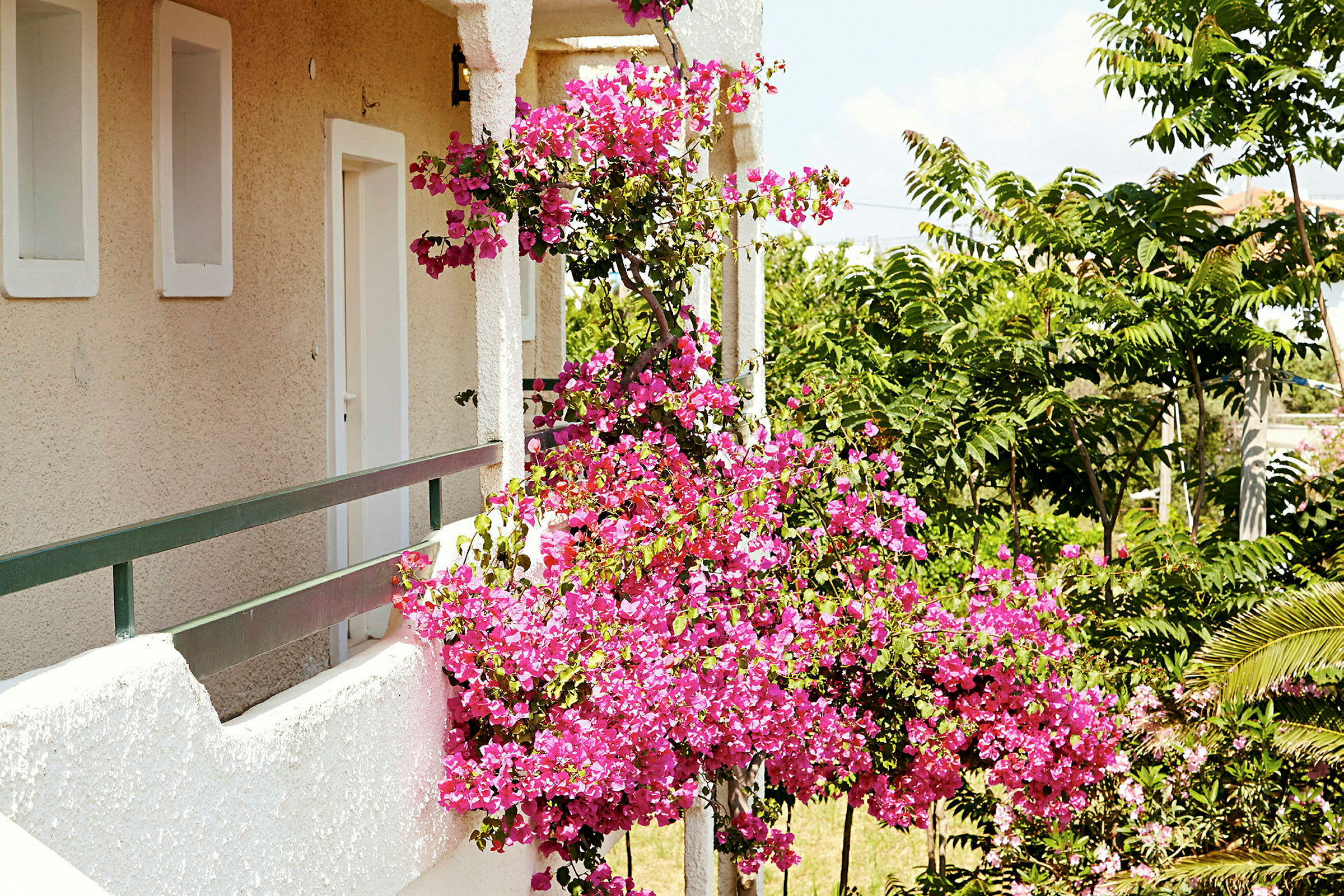 Bilden föreställer en balkong med en blommande bougainvillea och gröna träd i bakgrunden. (AI-genererad text)