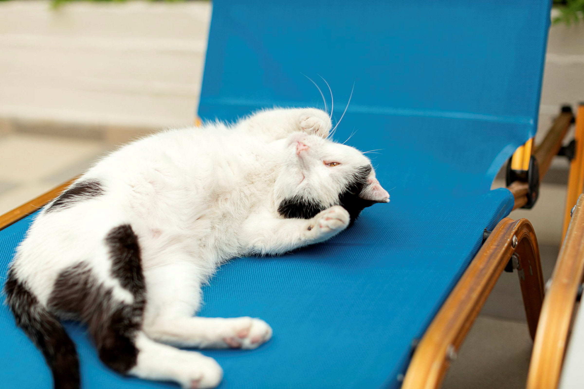 En vit och svart katt ligger på en blå solstol. (AI-genererad text)