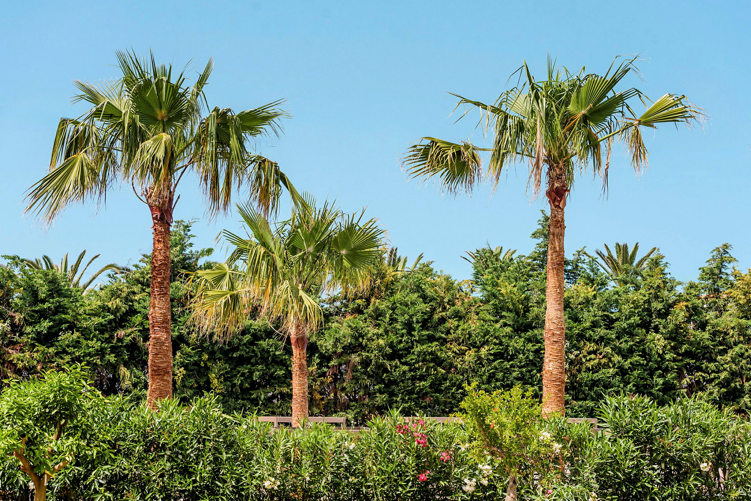 Tre palmer, grön vegetation och en blå himmel. (AI-genererad text)