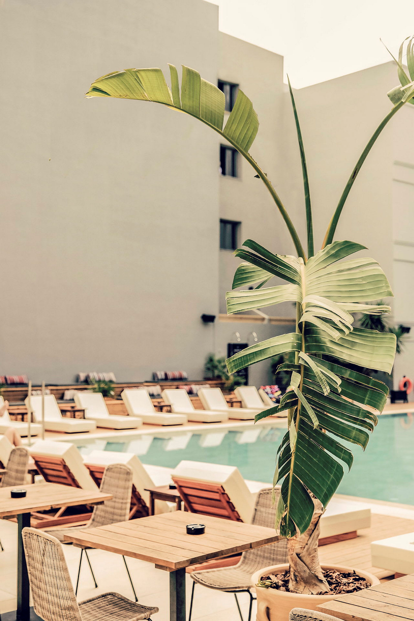 En palm vid en pool med solstolar och bord. (AI-genererad text)
