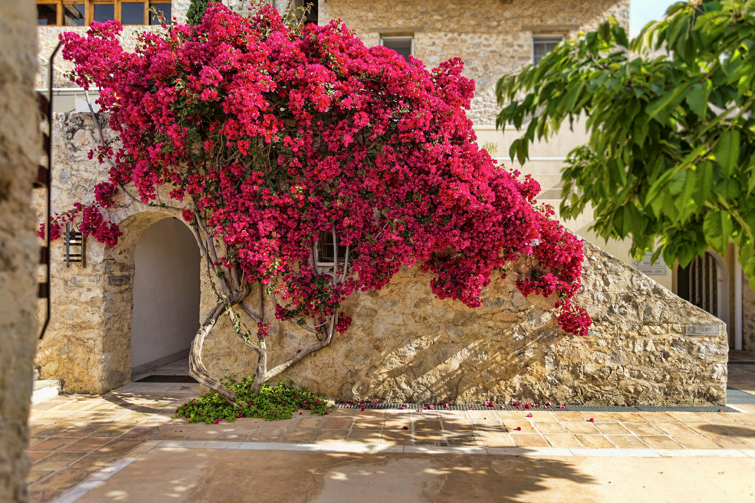 En husfasad med rosa blommor som klättrar på en stenmur. (AI-genererad text)