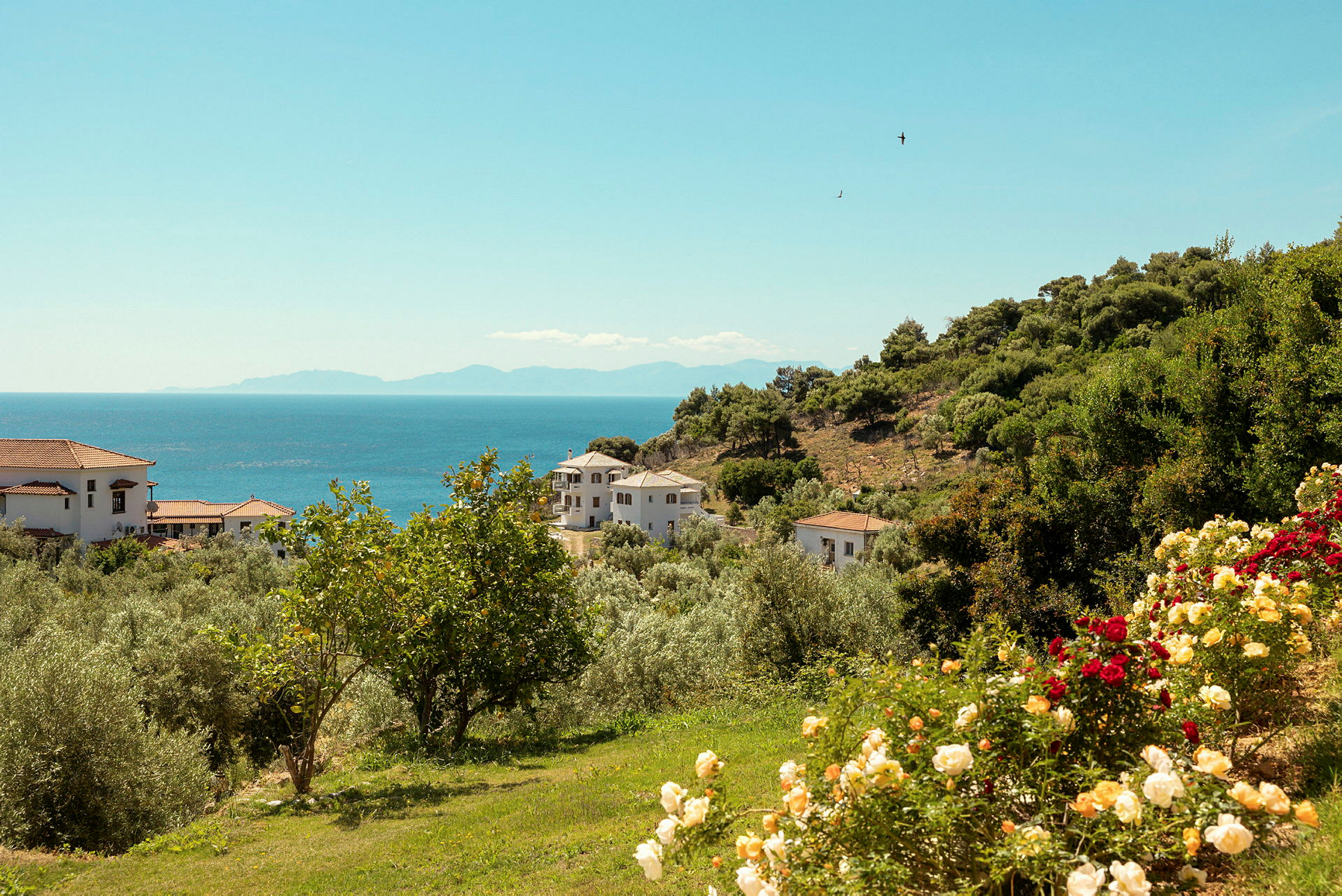 Utsikt över en kulle med hus, blommor och träd nära havet. (AI-genererad text)