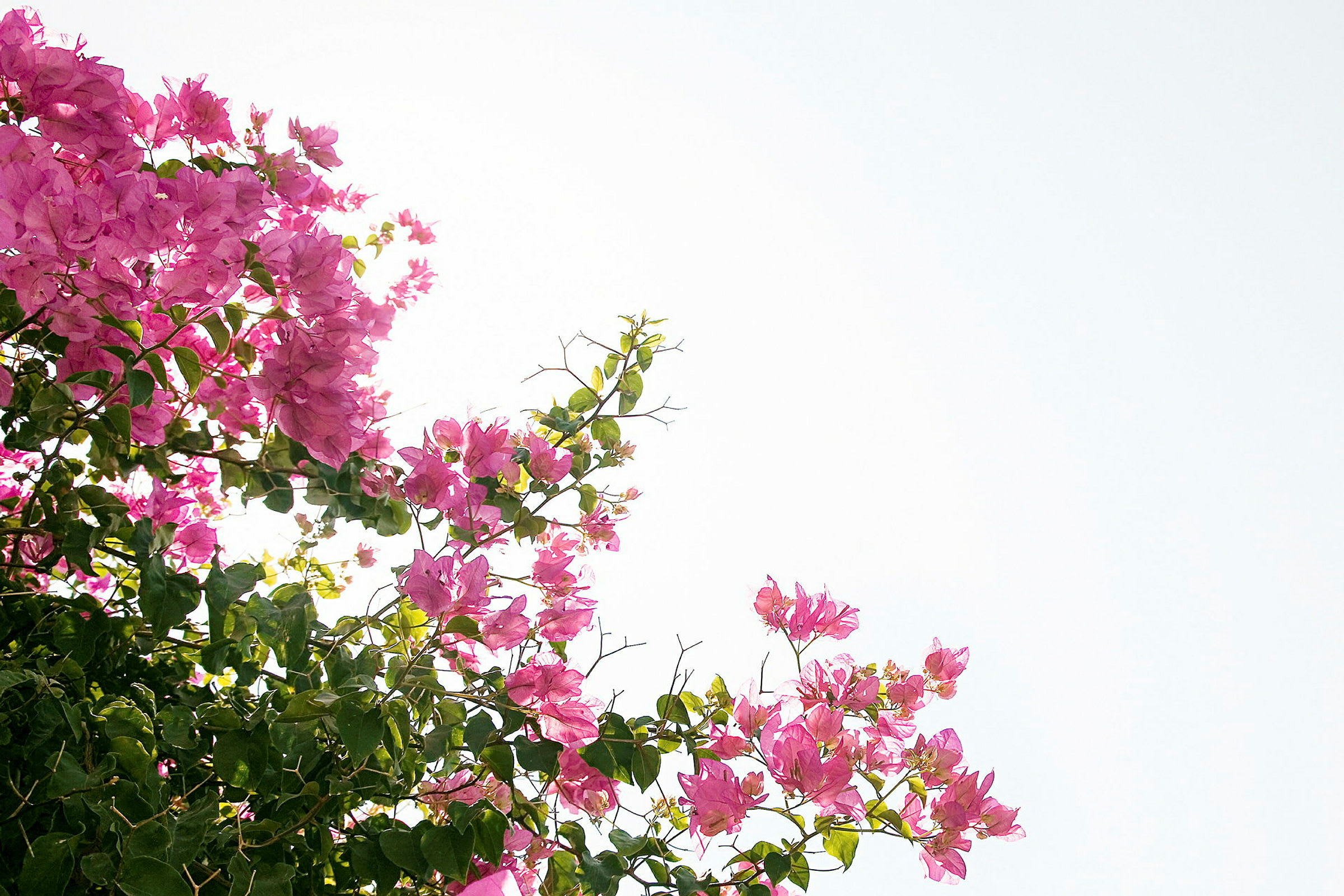 Grenar med rosa blommor och gröna blad mot en ljus himmel. (AI-genererad text)