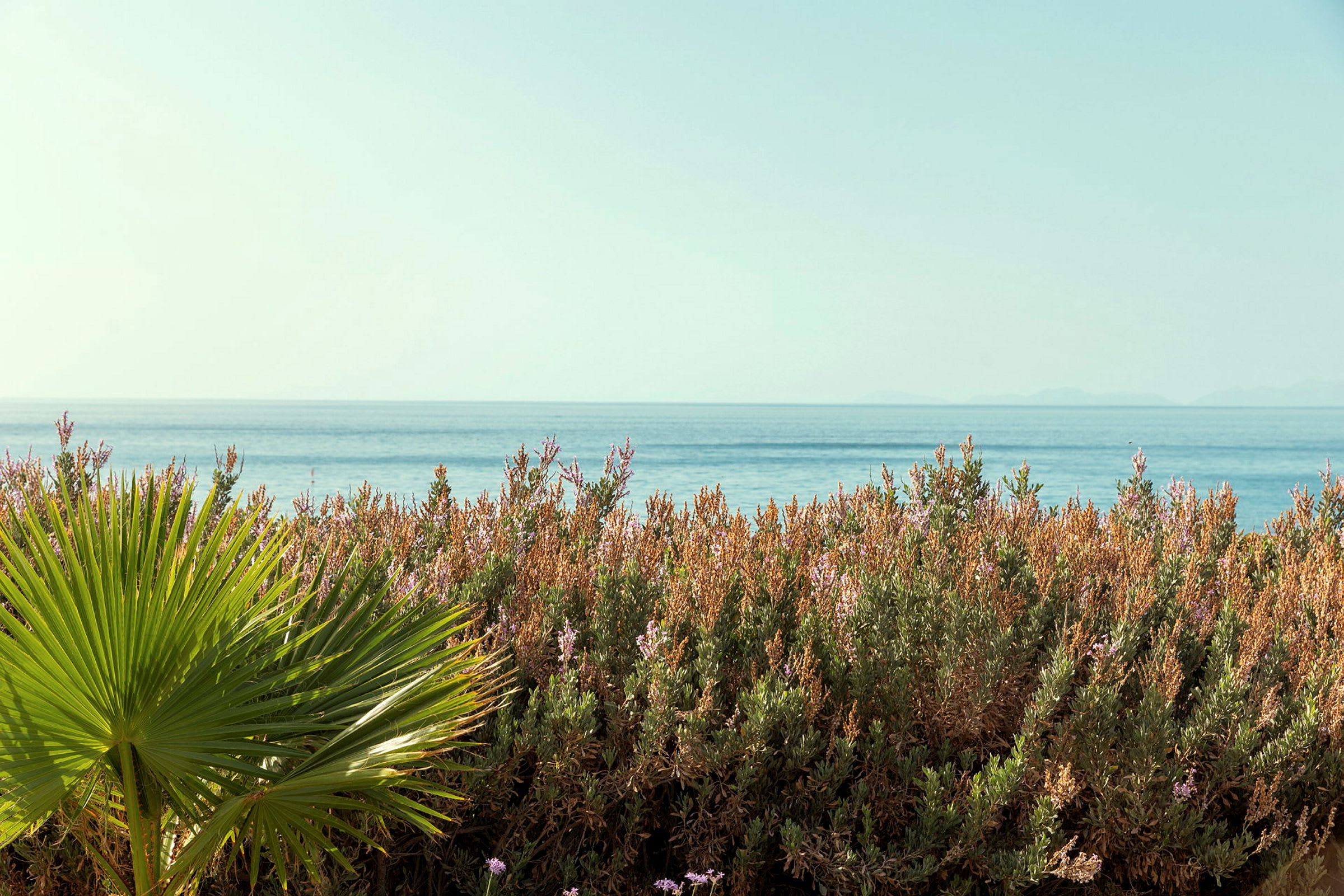 En palmblad och blommande buskar vid havet. (AI-genererad text)