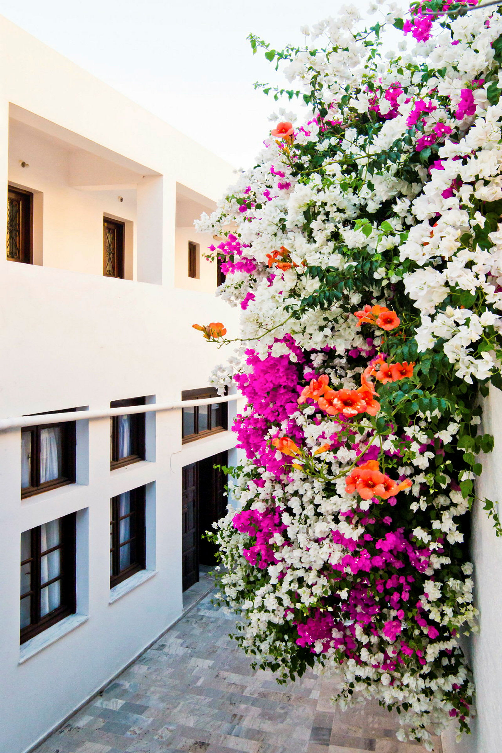 Vit byggnad med bougainvillea i olika färger, inklusive vitt, rosa och orange. (AI-genererad text)
