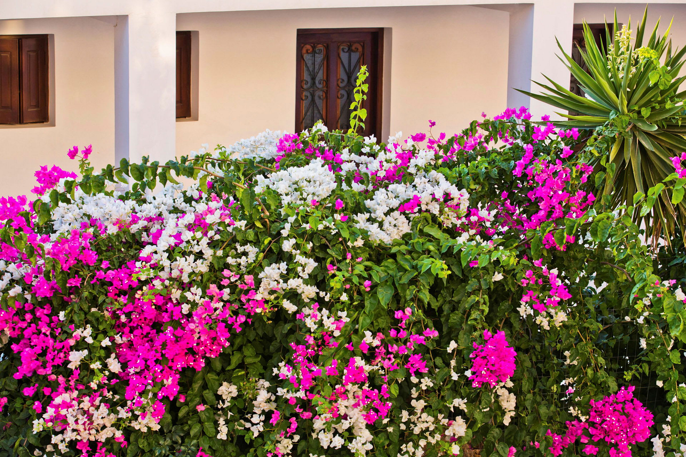 Vit byggnad med ett blommande bougainvillea-buskage i rosa och vita blommor framför. (AI-genererad text)