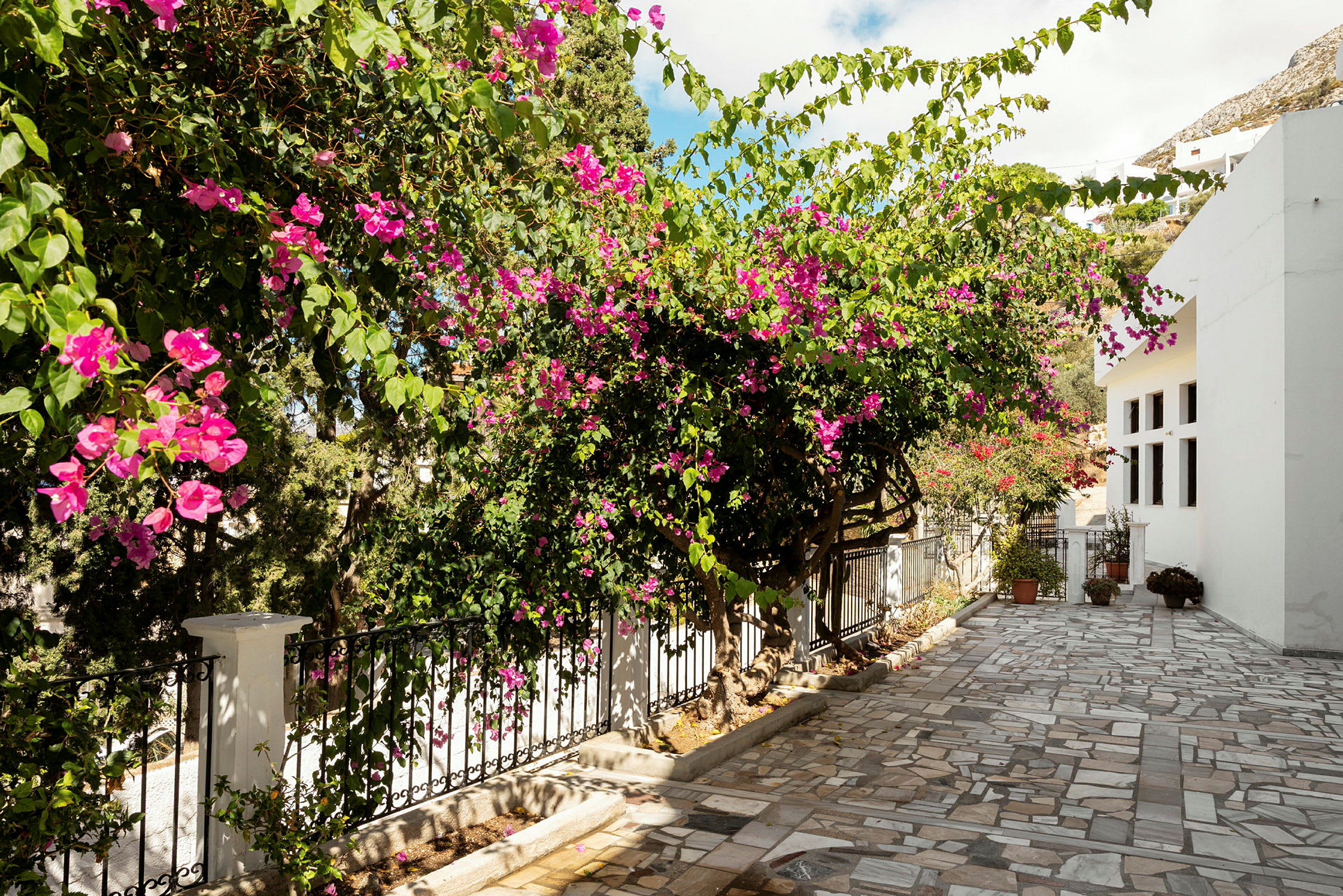 En stenbelagd gång med blommande bougainvillea och ett vitt hus. (AI-genererad text)