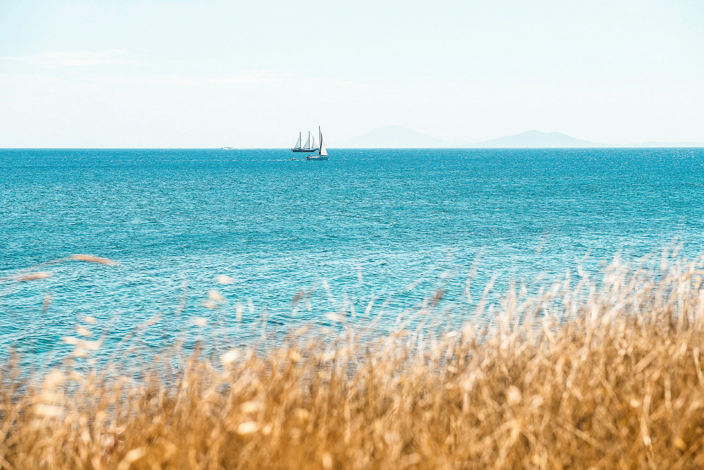 Gräs i förgrunden och segelbåt på havet. (AI-genererad text)
