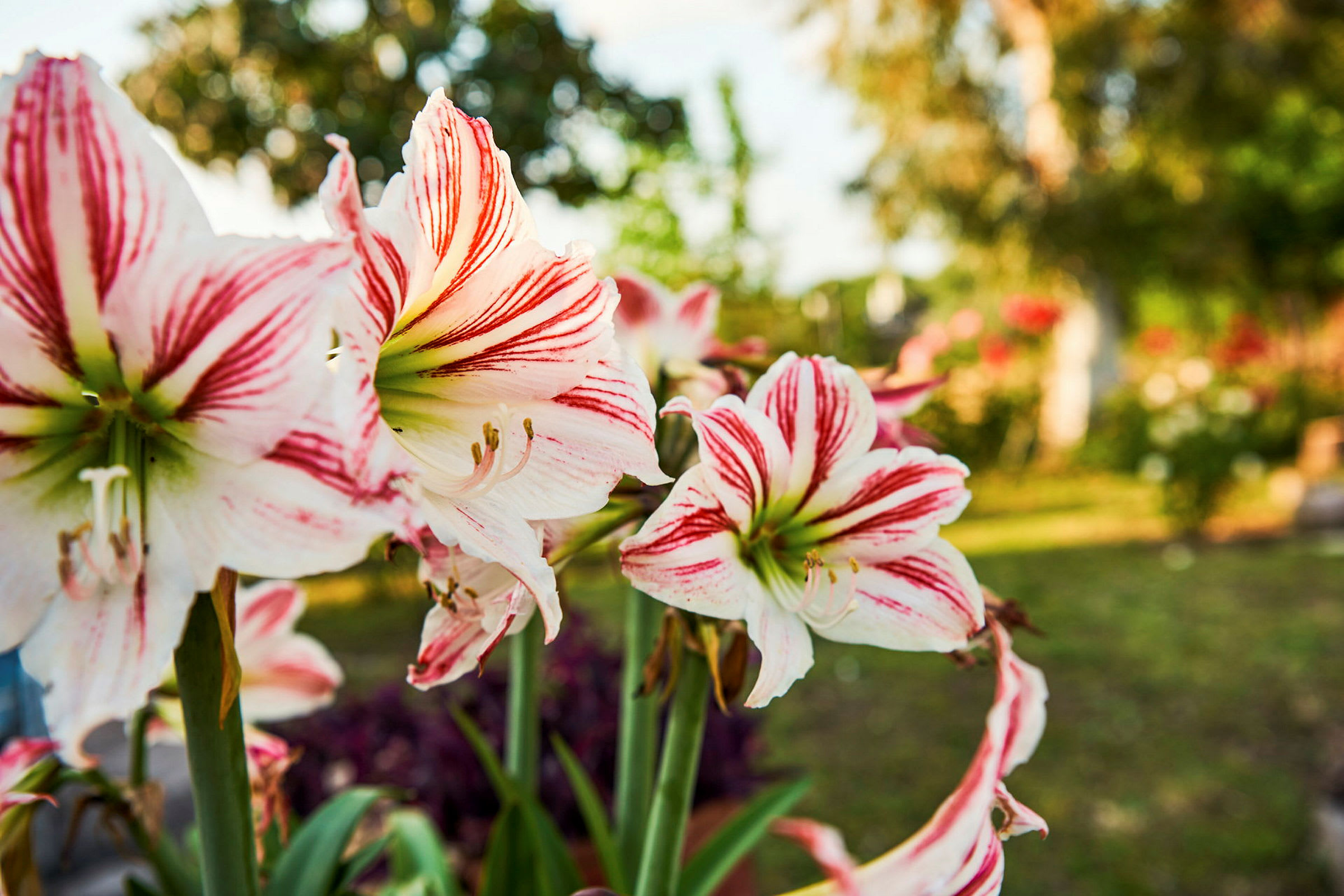 Närbild på vita och röda blommor i en grönskande trädgård. (AI-genererad text)