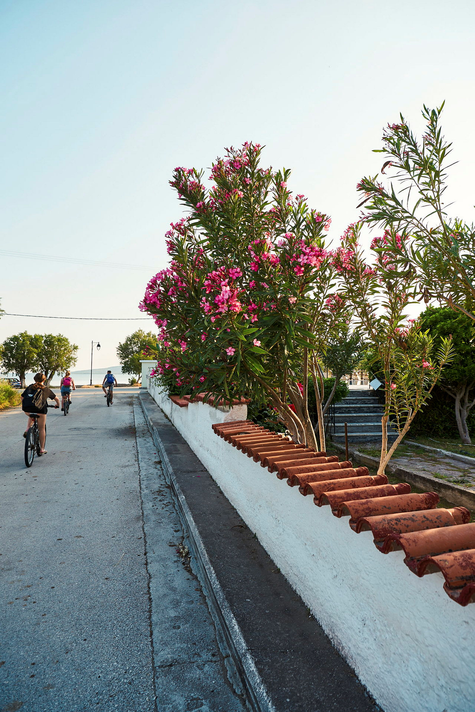 En grupp personer cyklar på en väg intill en vit mur, med rosa blommande buskar bredvid. (AI-genererad text)