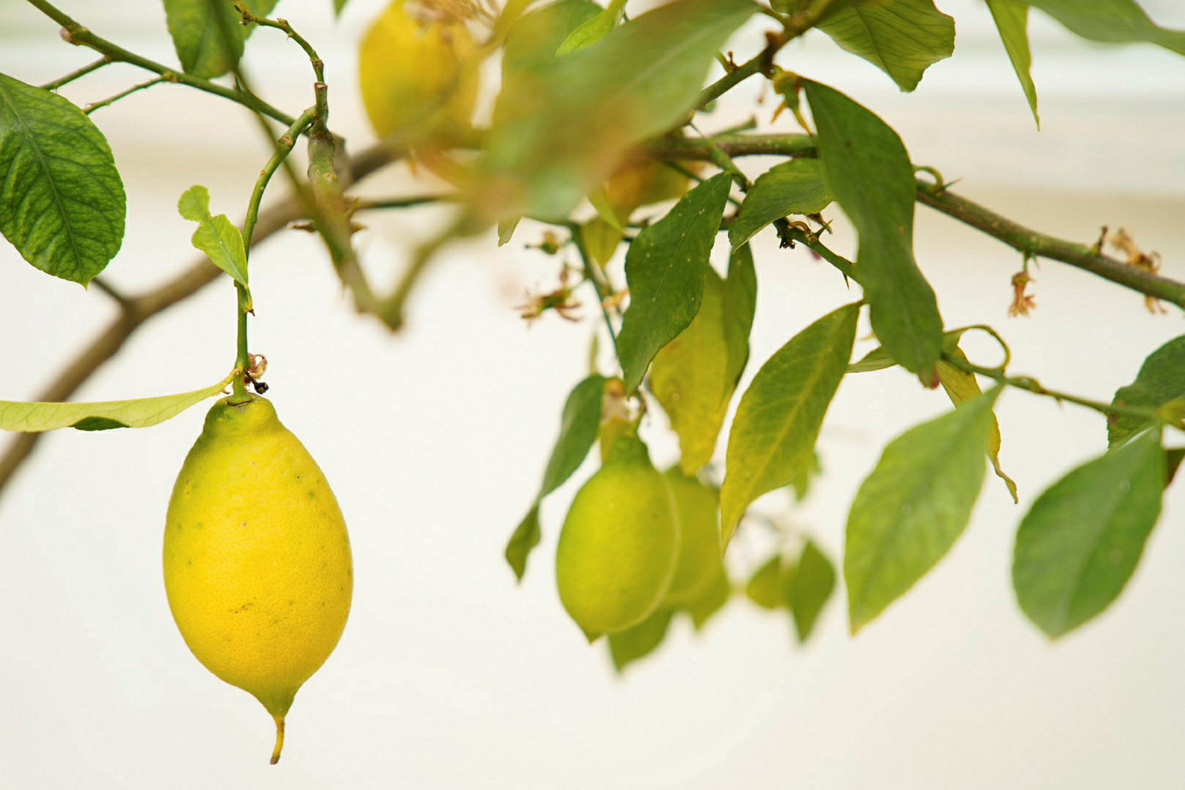 Citroner som växer på ett träd. (AI-genererad text)
