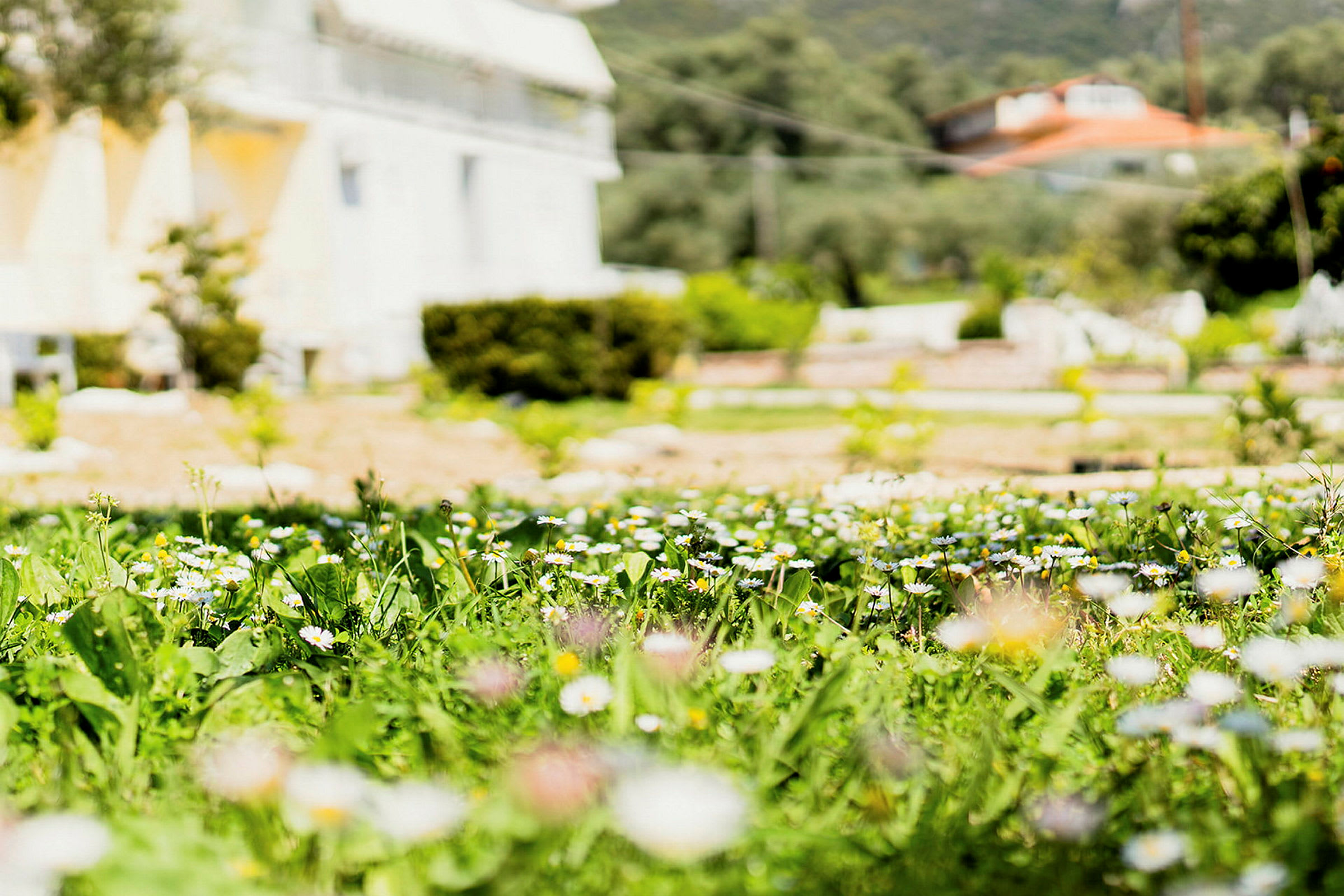 Närbild på en blomsteräng med prästkragar och grönt gräs framför en byggnad i bakgrunden. (AI-genererad text)