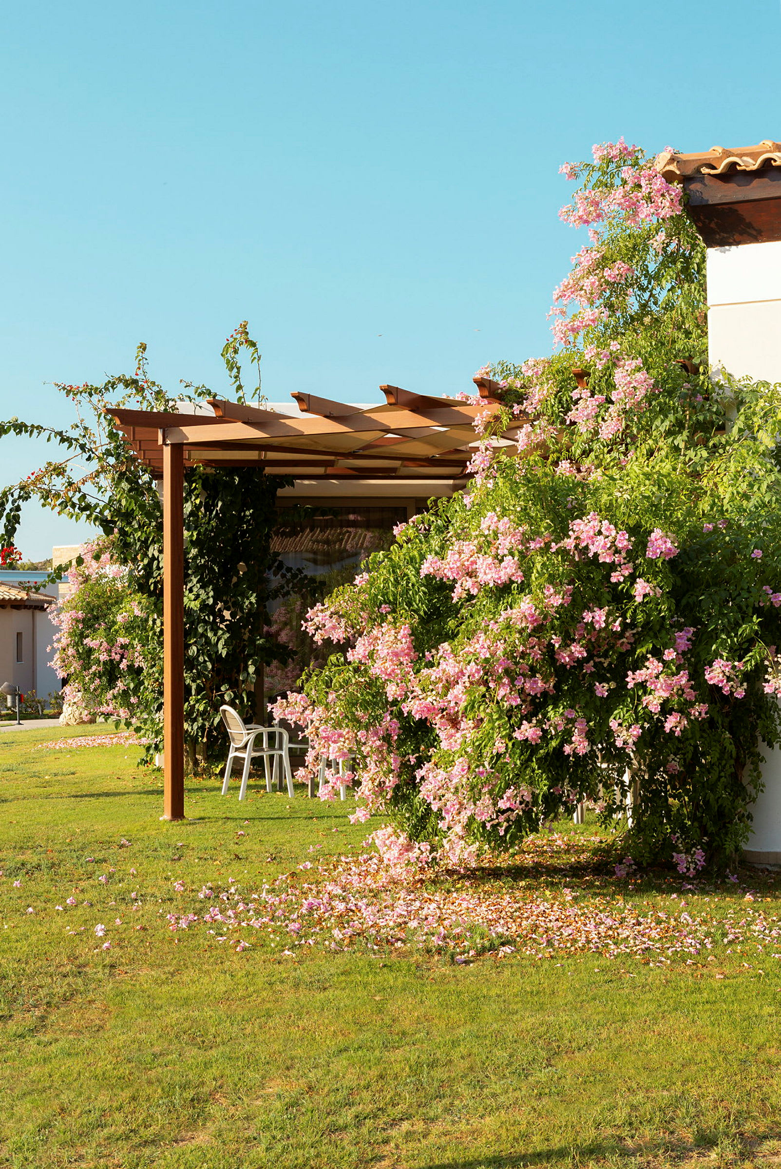 En pergola med klätterväxter som blommar i rosa färger. (AI-genererad text)