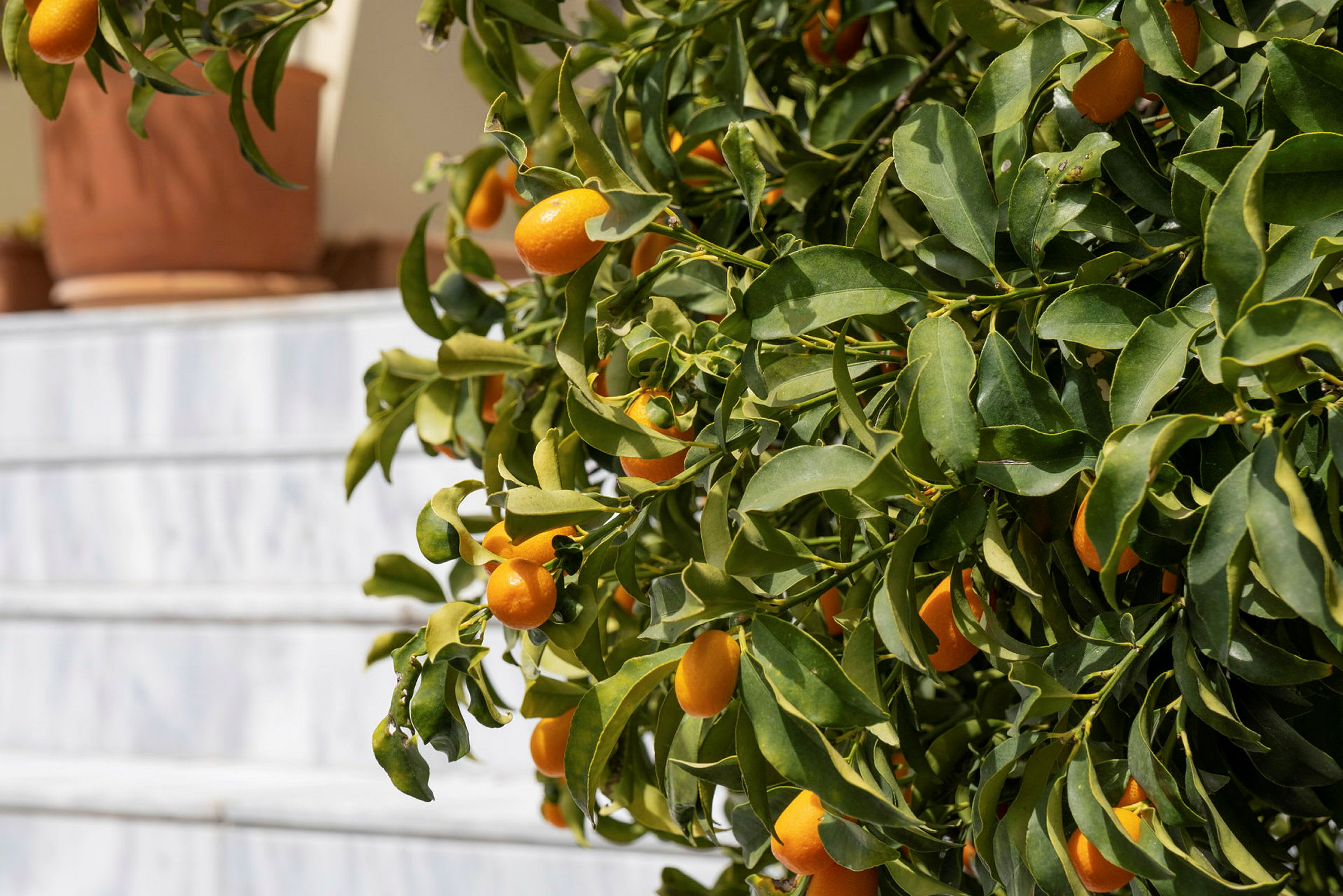 Gren med små orange citrusfrukter och gröna blad nära en trappa. (AI-genererad text)