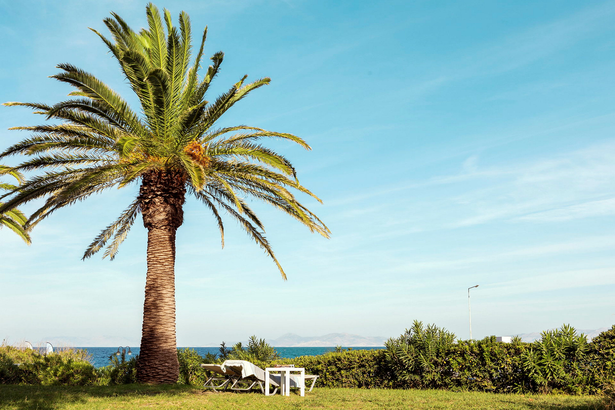 En palm med solstolar och ett bord framför havet. (AI-genererad text)
