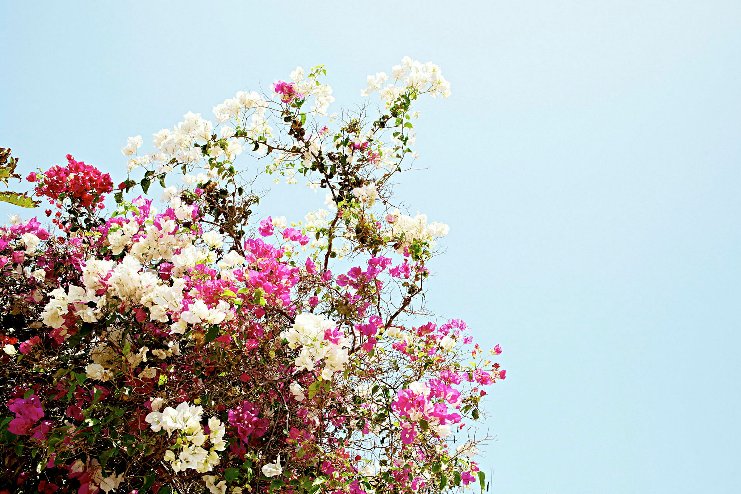 Gren med vita och rosa blommor mot en blå himmel. (AI-genererad text)