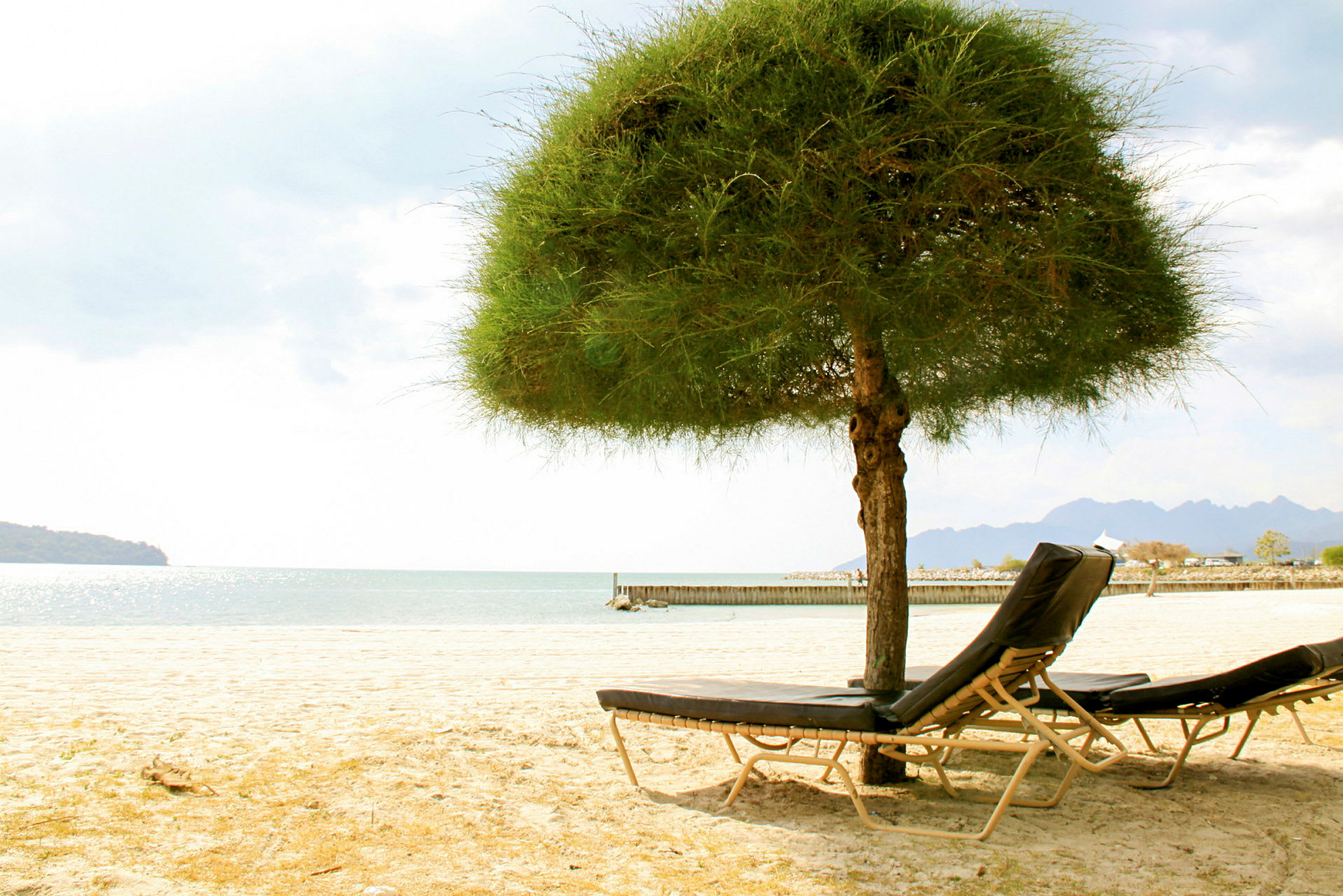 Strand med solstolar under ett lummigt träd bredvid havet. (AI-genererad text)