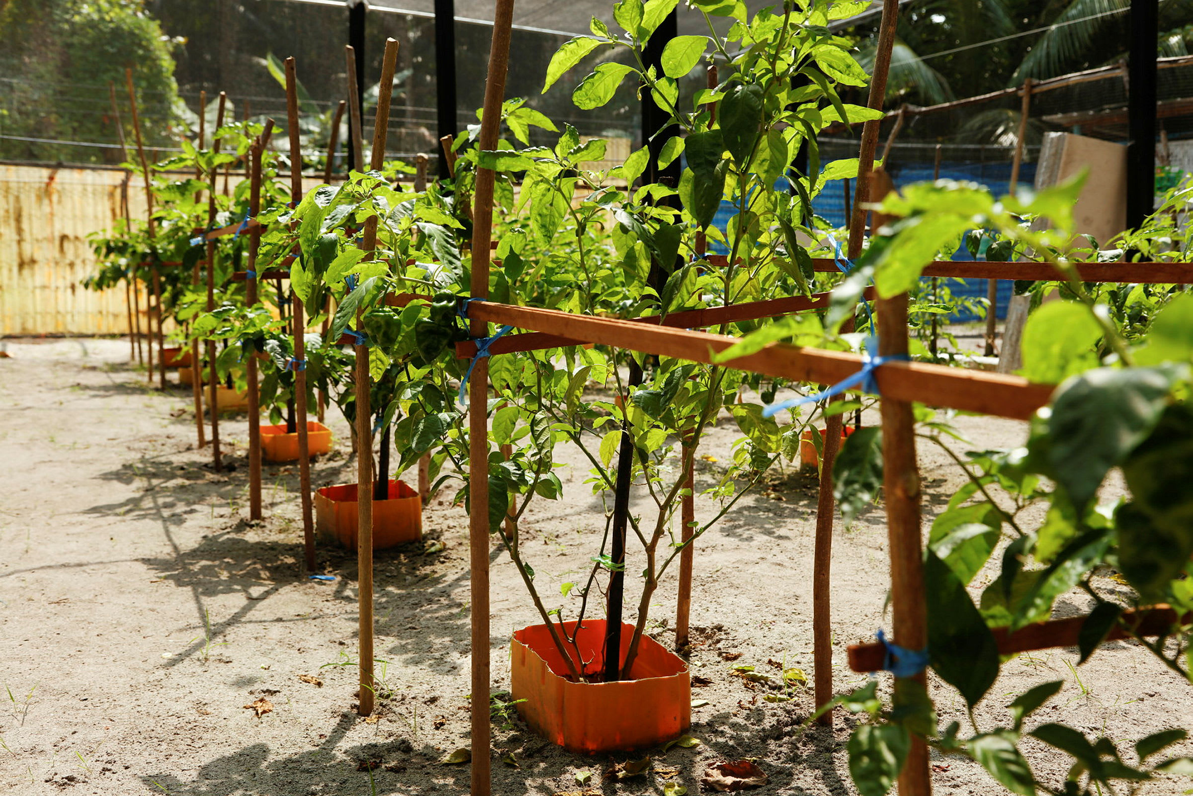 Planterade plantor i orange krukor binds upp med trästöd i ett odlingsområde. (AI-genererad text)