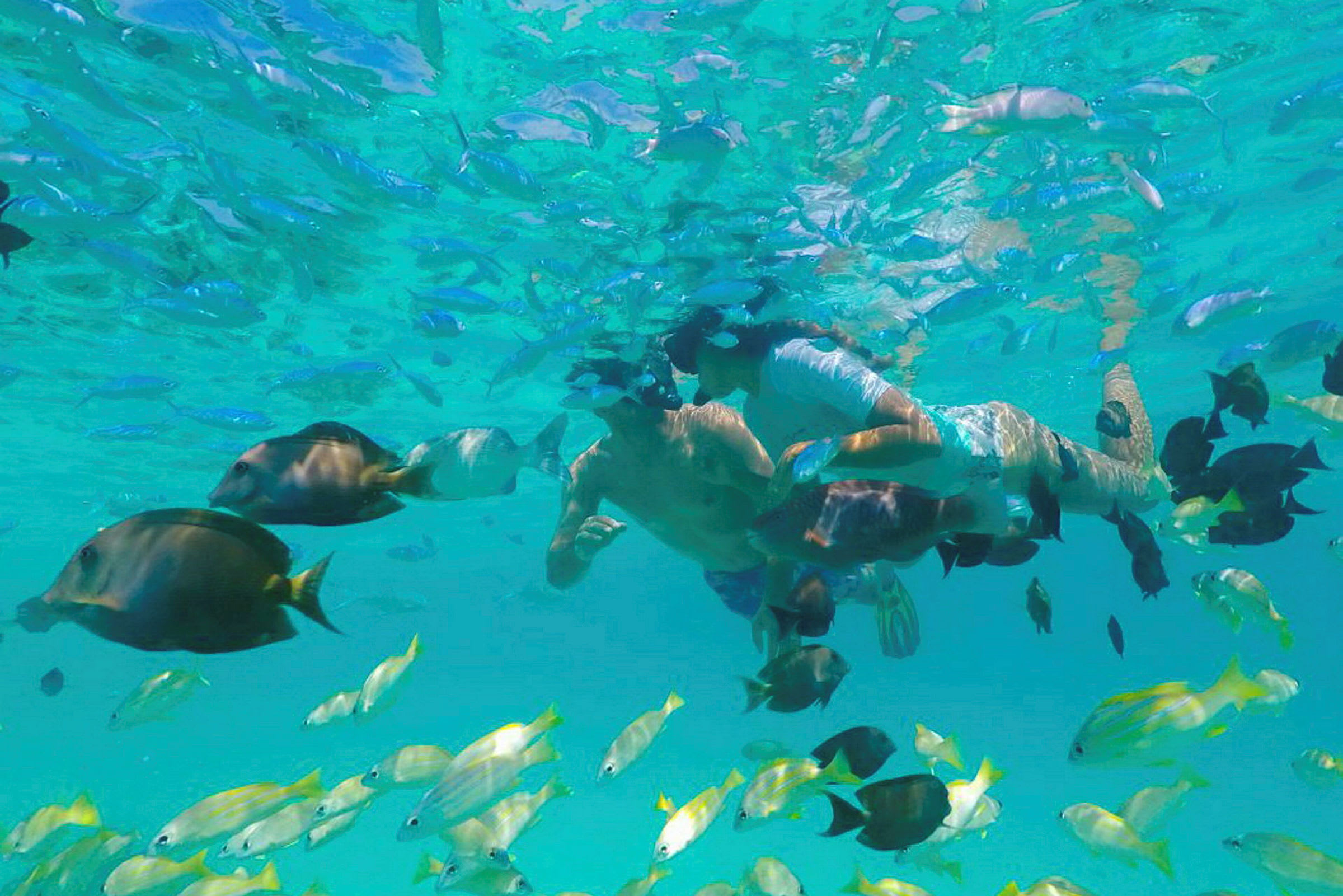 Två personer snorklar under vatten omgivna av färgglada fiskar. (AI-genererad text)