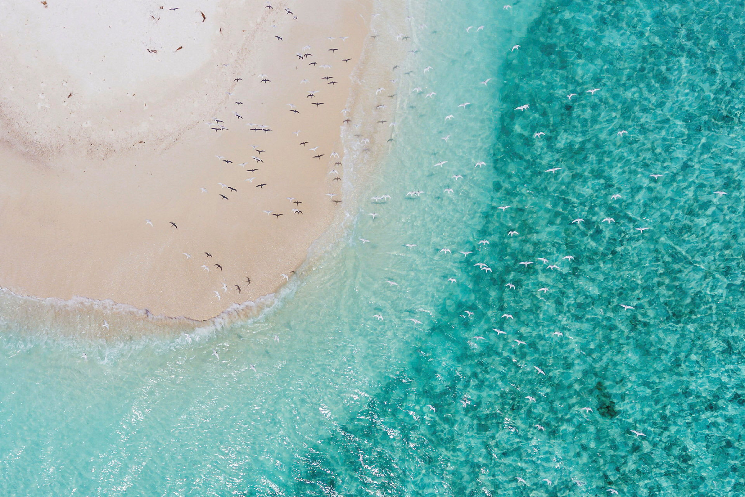Flygbild av en sandstrand med fåglar både på land och över havet. (AI-genererad text)