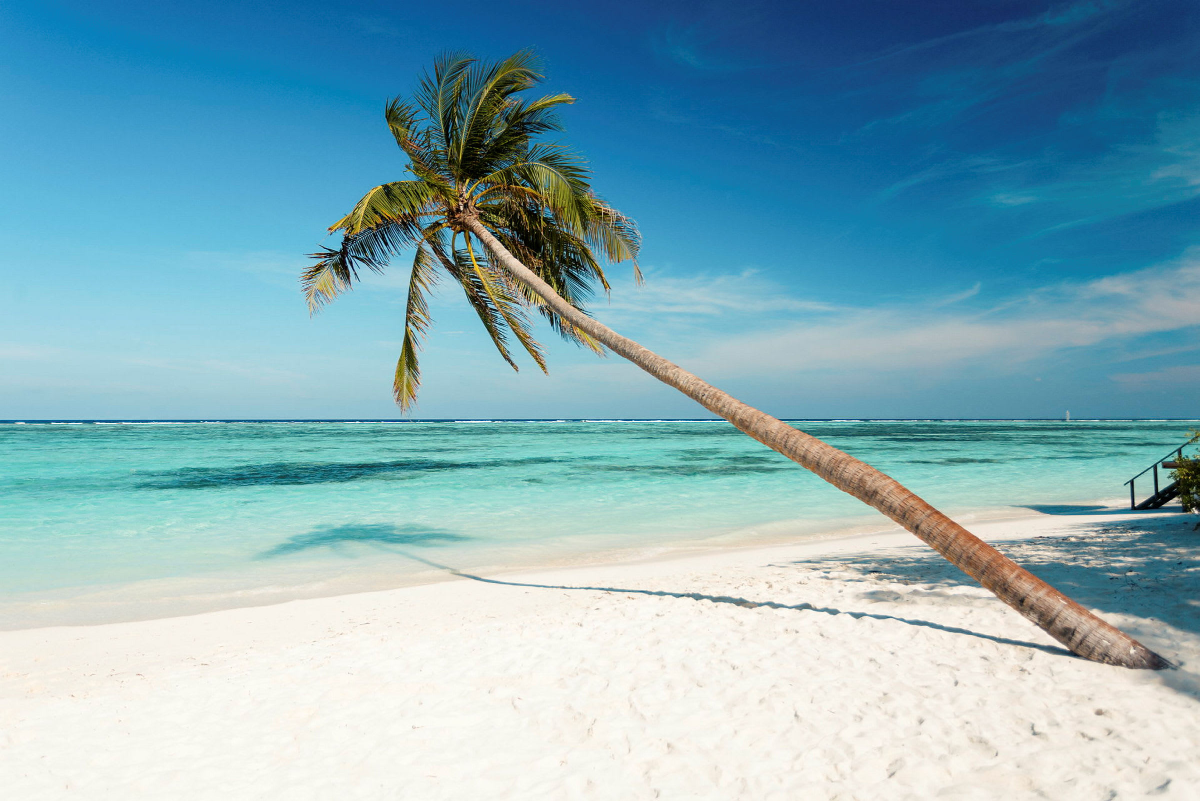En lutande palm på en tropisk strand med vit sand och turkost vatten. (AI-genererad text)