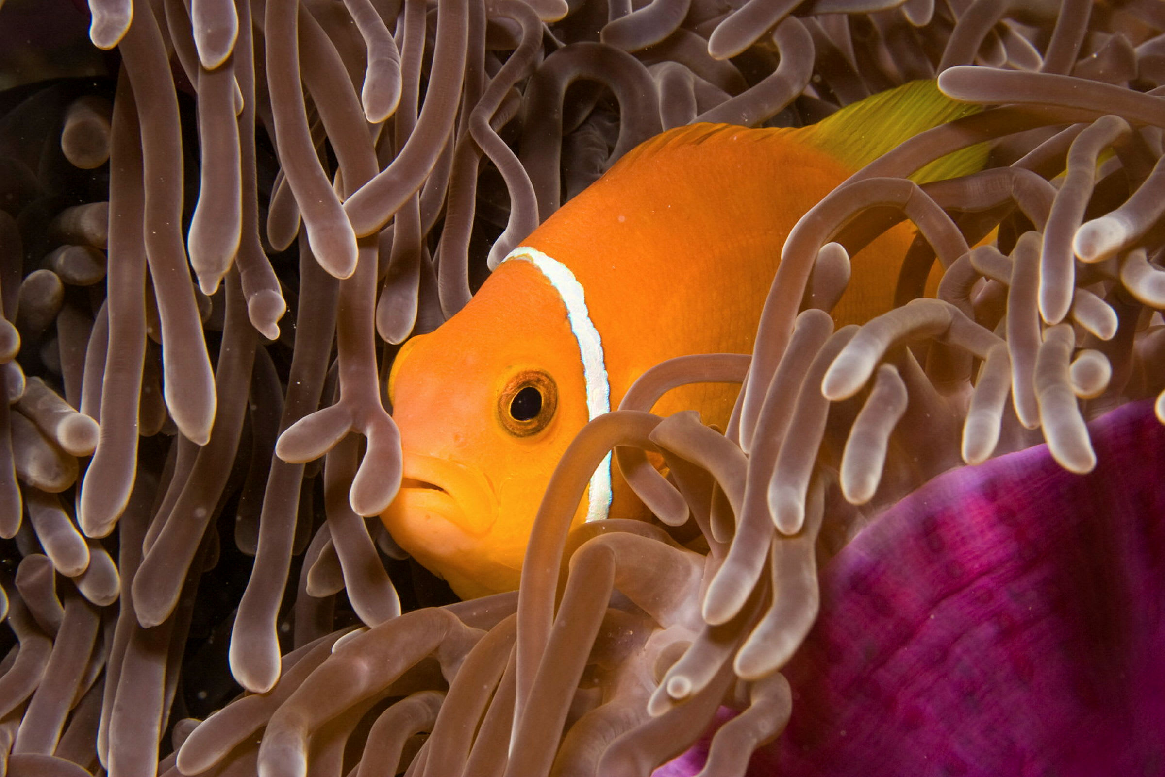 En orange clownfisk simmar bland havsanemonens tentakler. (AI-genererad text)