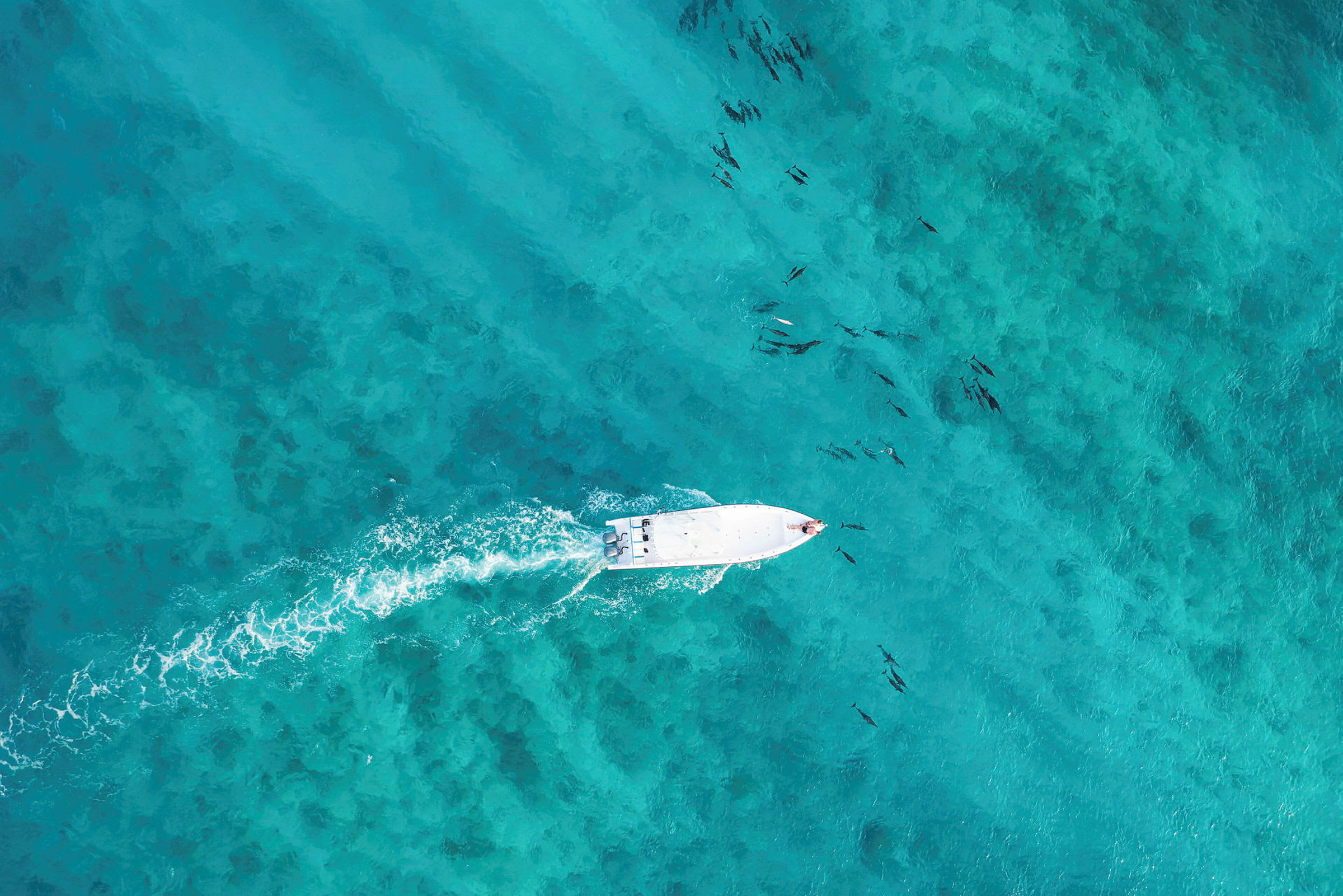 Flygbild över en vit motorbåt i turkost vatten, omgiven av simmande mörka fiskar. (AI-genererad text)