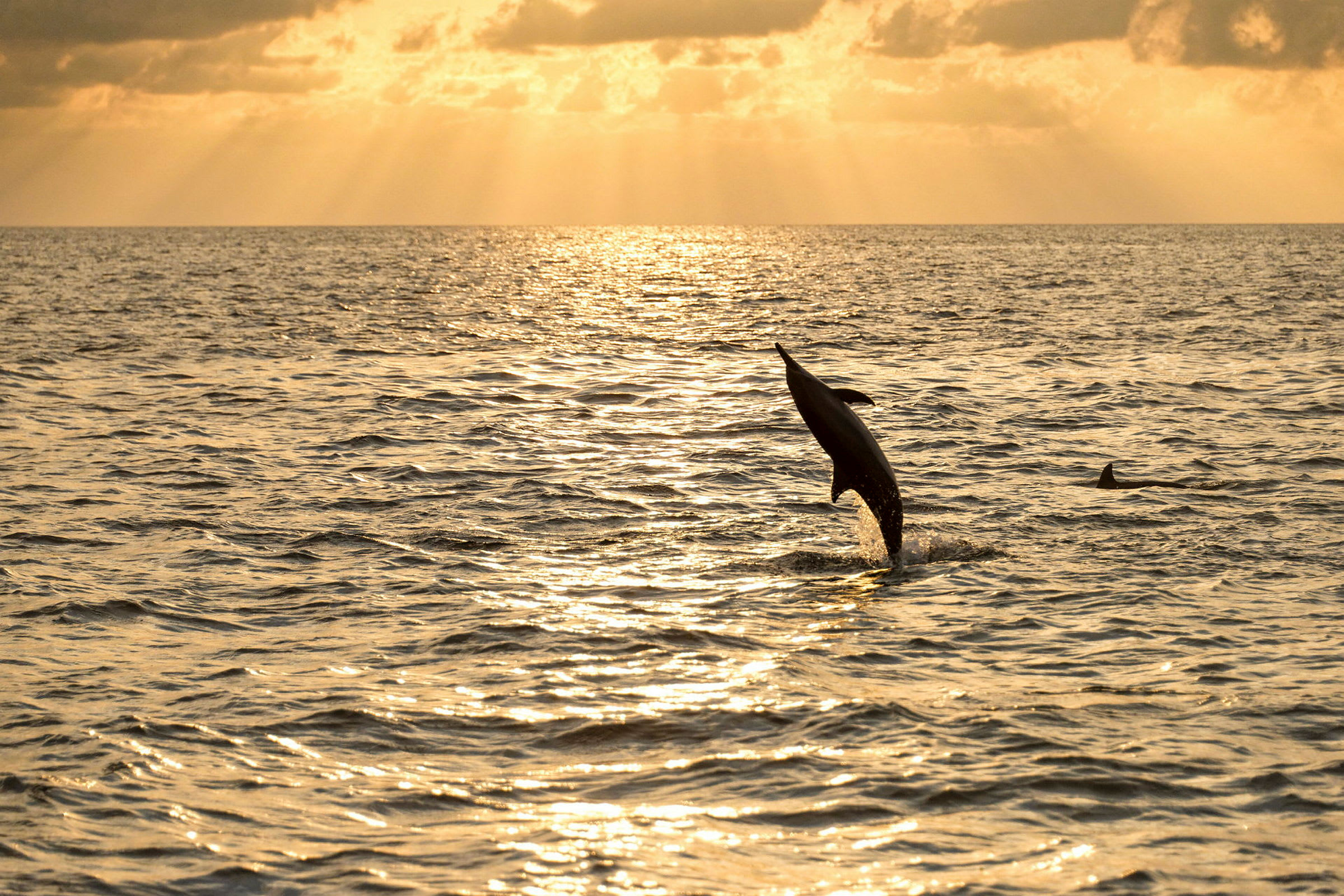 En hoppande delfin i havet vid solnedgång. (AI-genererad text)