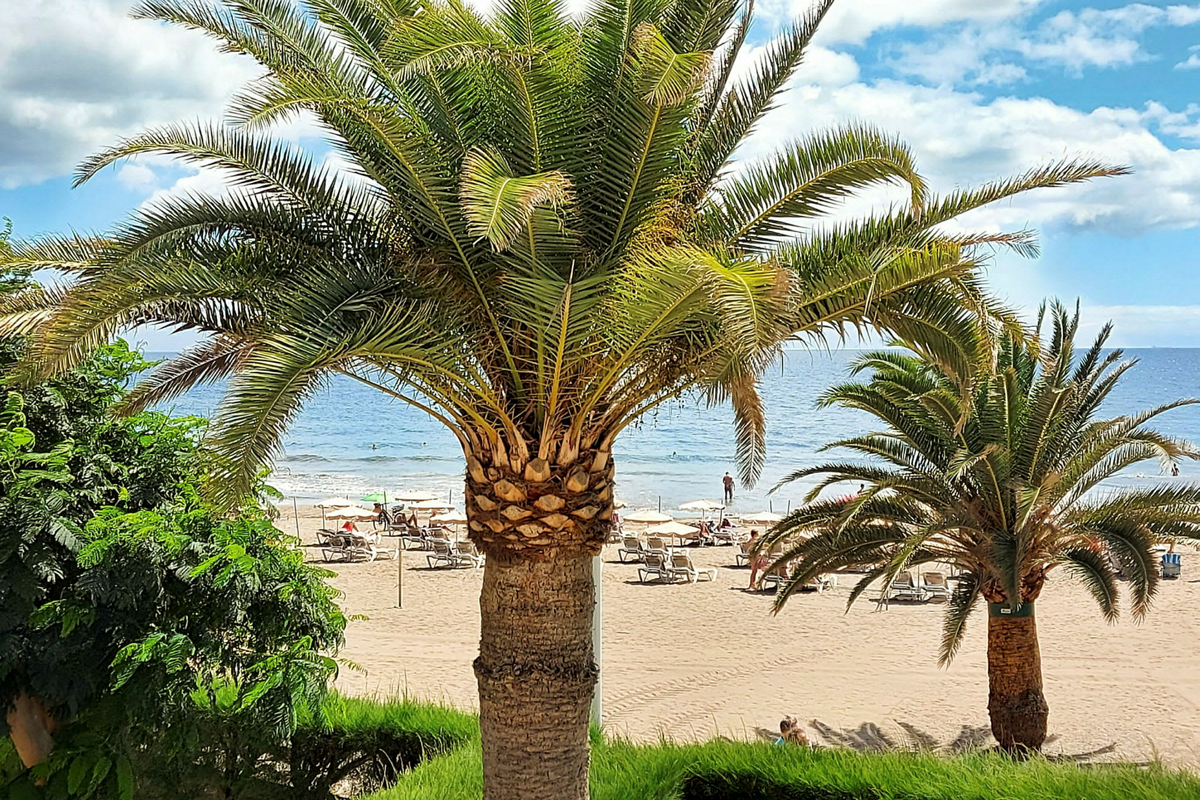 Palmträd vid en sandstrand med paraplyer nära havet. (AI-genererad text)