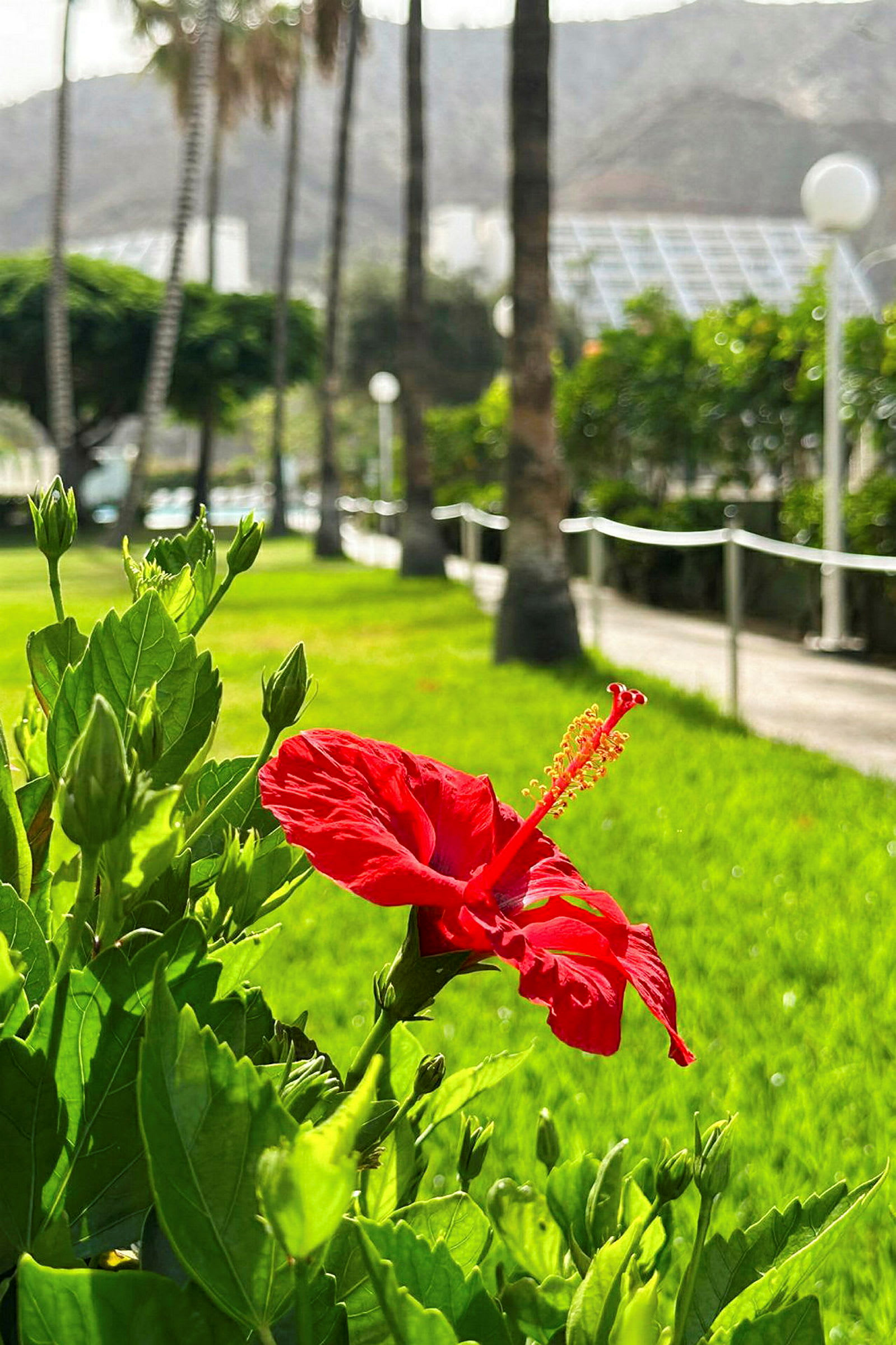 Närbild av en röd hibiskusblomma i en grönskande trädgård. (AI-genererad text)