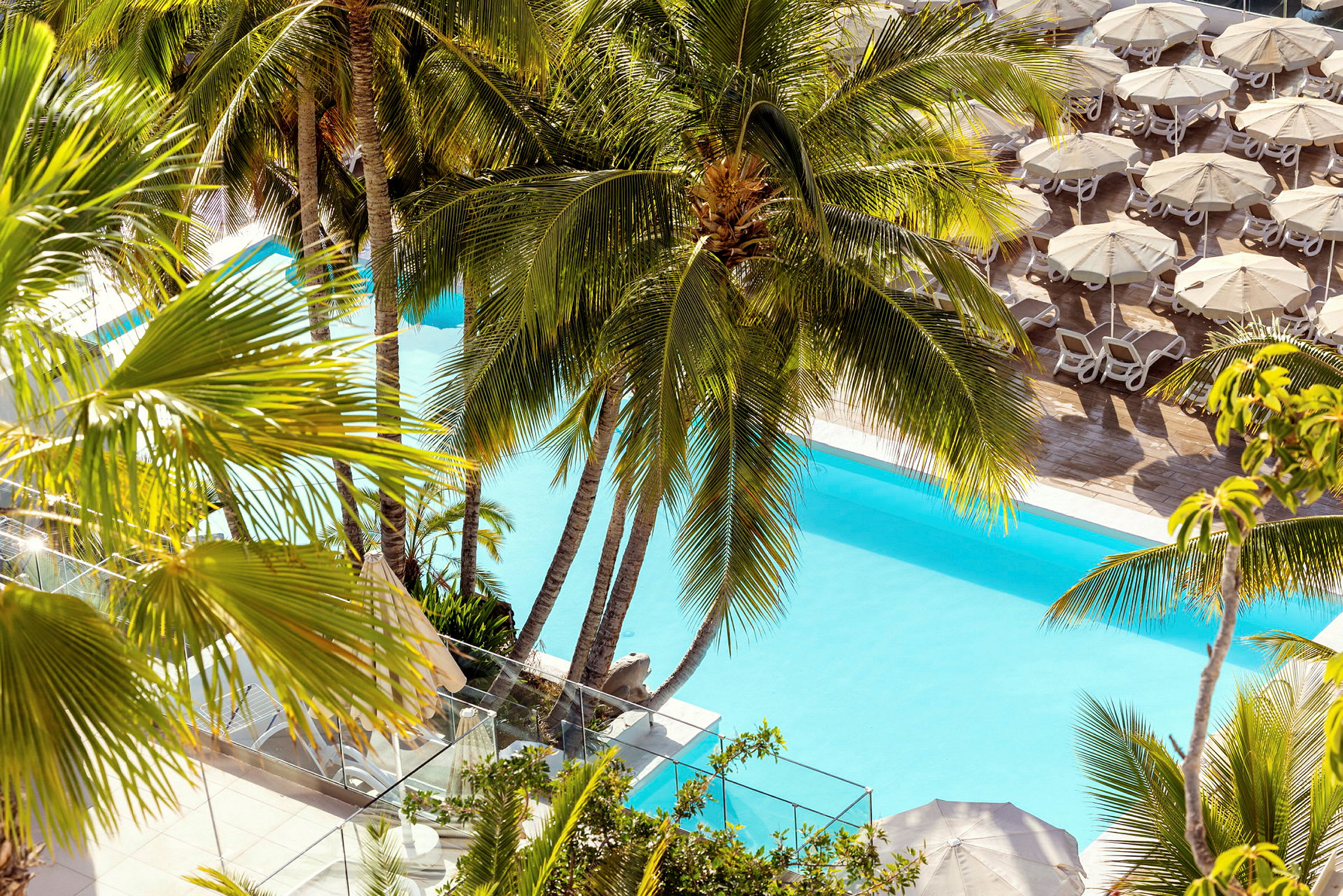 Palmträd vid en pool med solstolar och parasoll. (AI-genererad text)