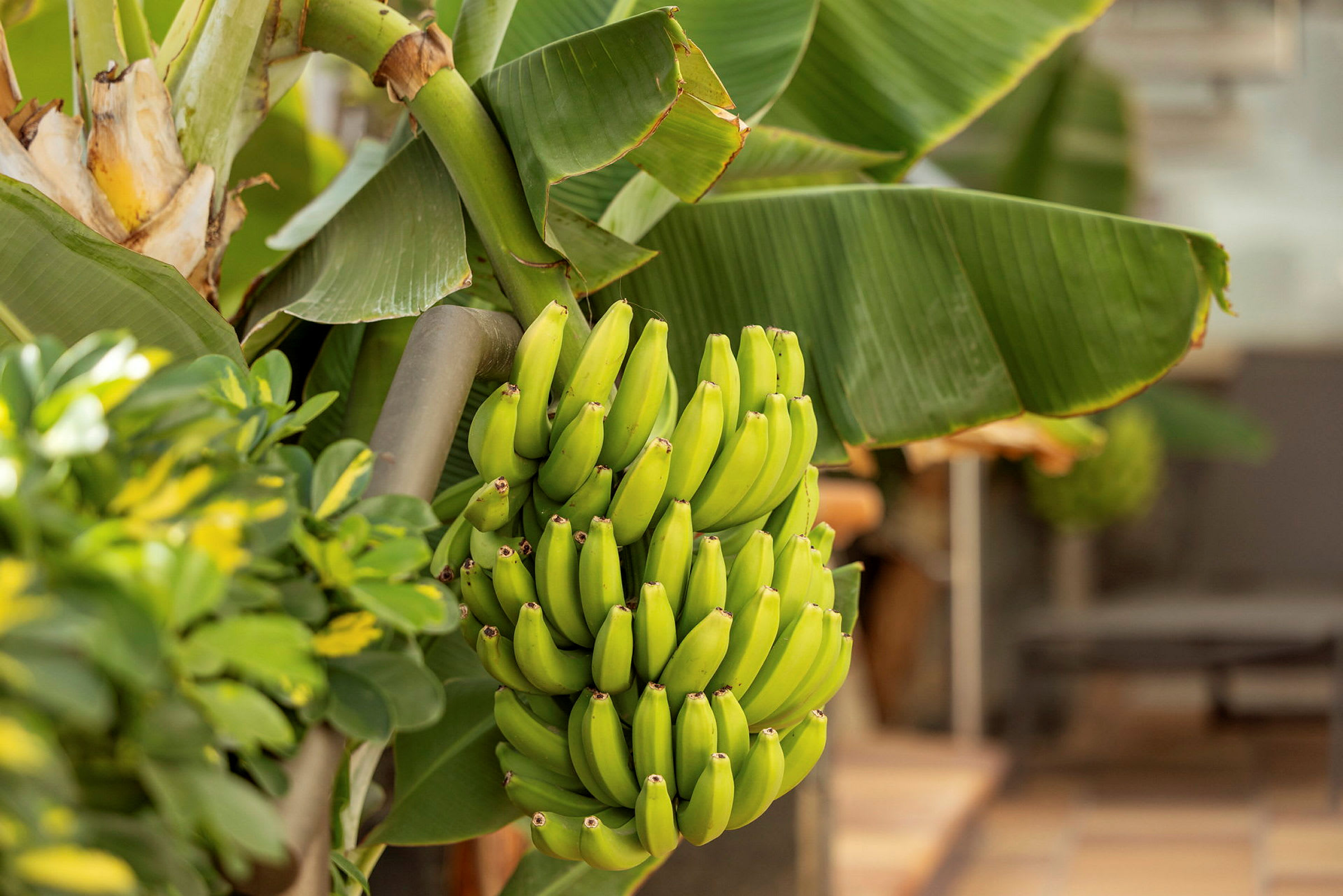 En klase med gröna bananer hänger på en bananplanta. (AI-genererad text)