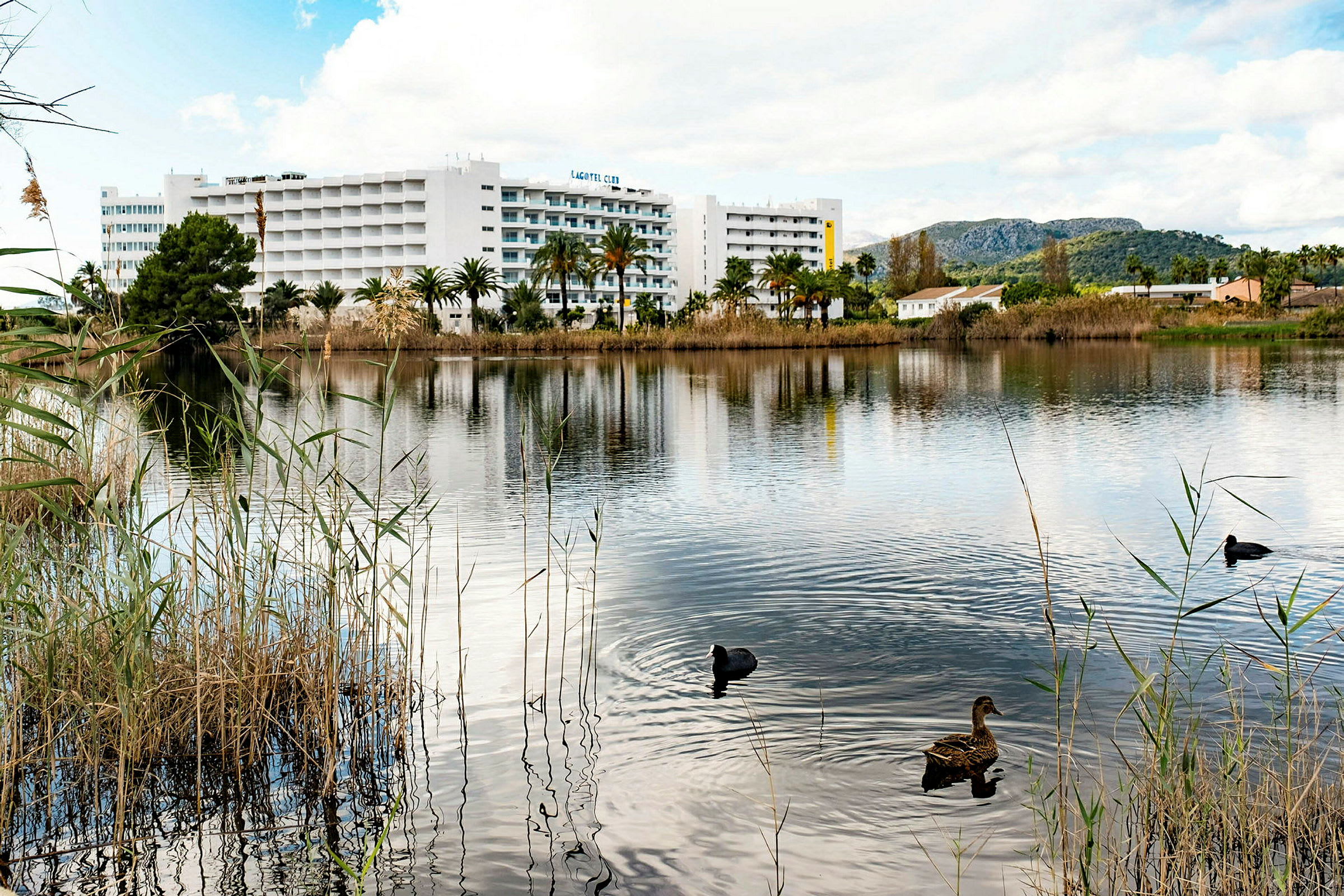 En sjö med fåglar simmande i förgrunden och ett hotell med vit fasad i bakgrunden. (AI-genererad text)