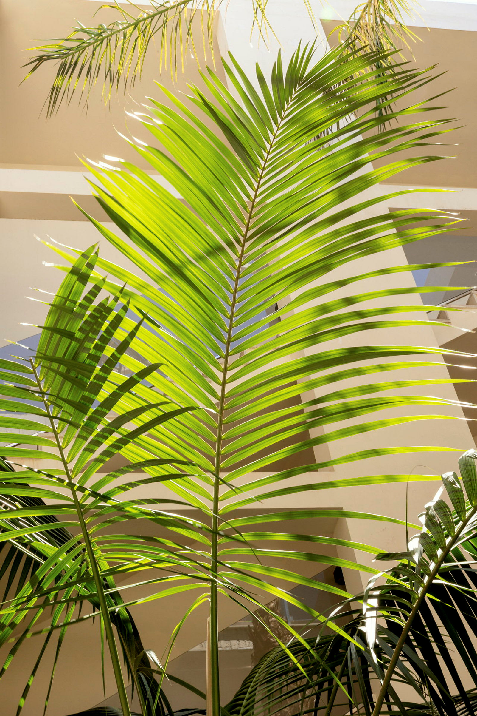 Ett palmblad fotograferat med solsken som lyser igenom dess gröna blad. (AI-genererad text)
