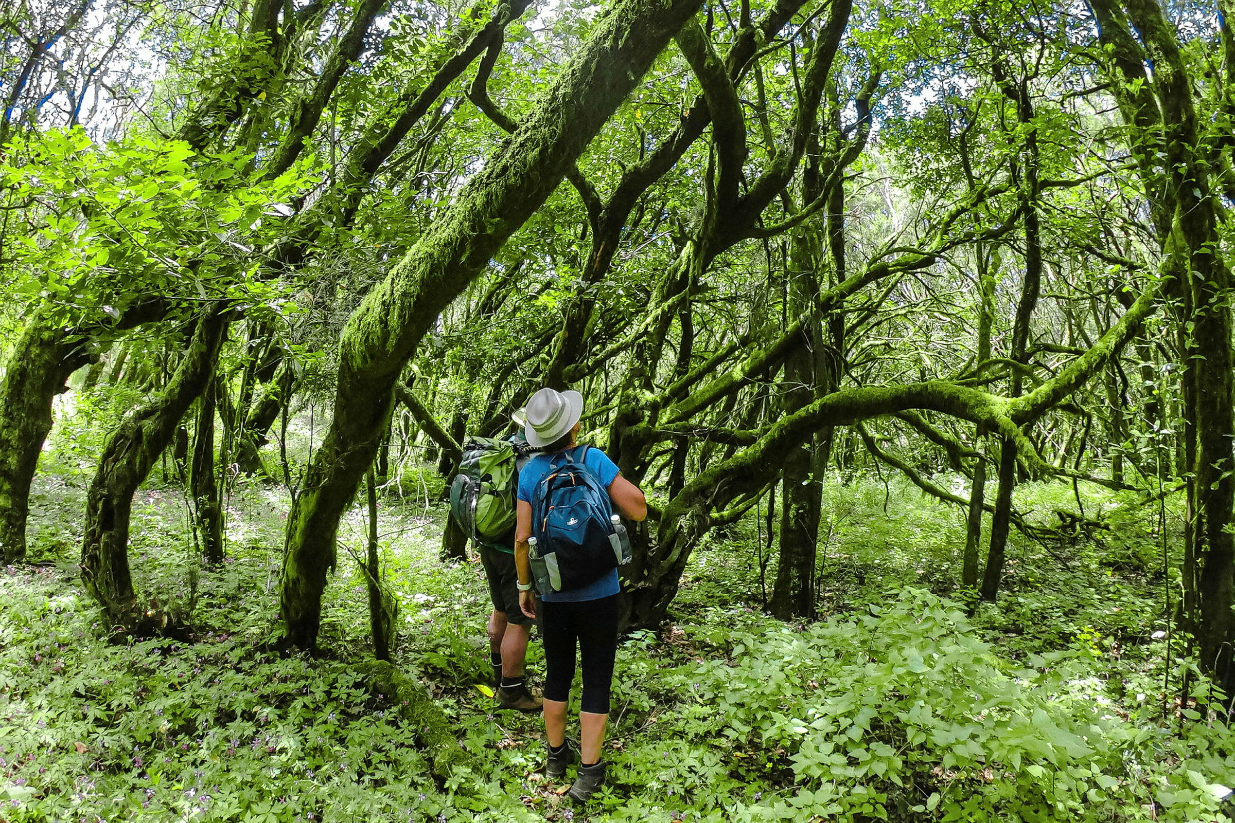 Två personer vandrare i en frodig skog med mossa och gröna träd. (AI-genererad text)