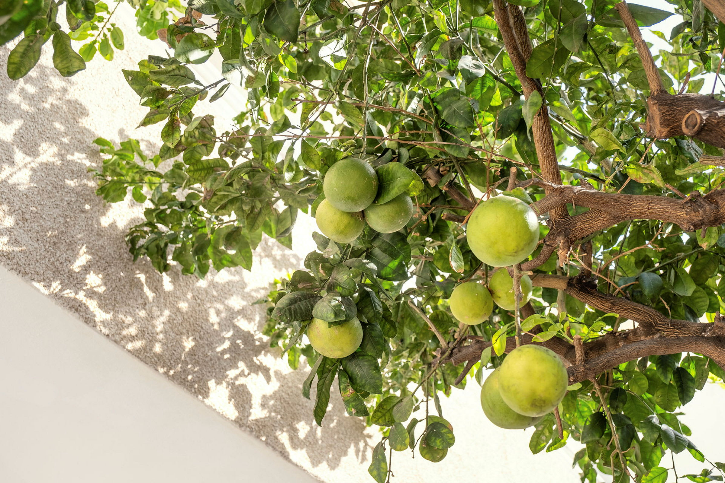 Grenar på ett träd med gröna frukter och blad. (AI-genererad text)