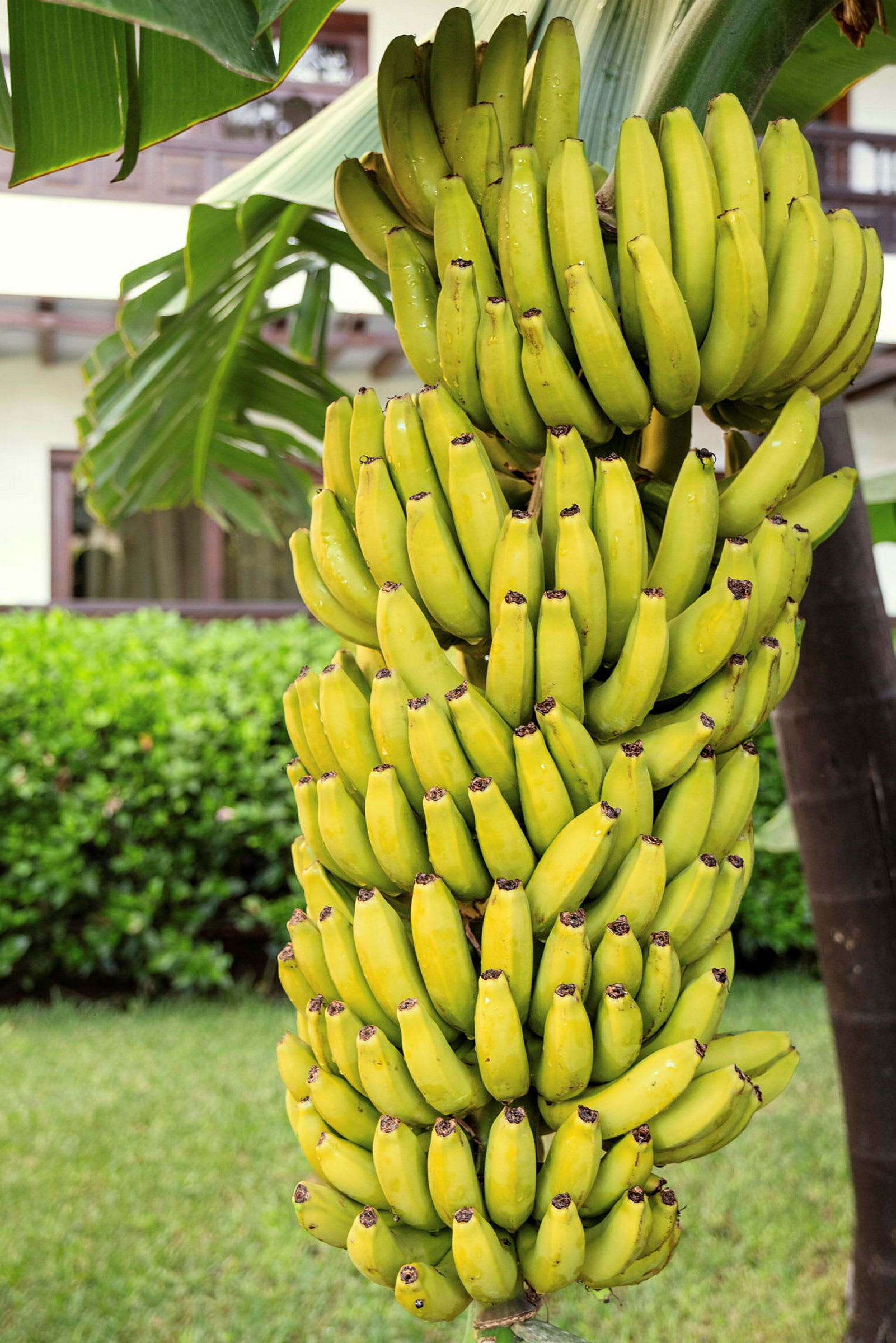 En klase med mogna bananer hänger på en bananplanta. (AI-genererad text)