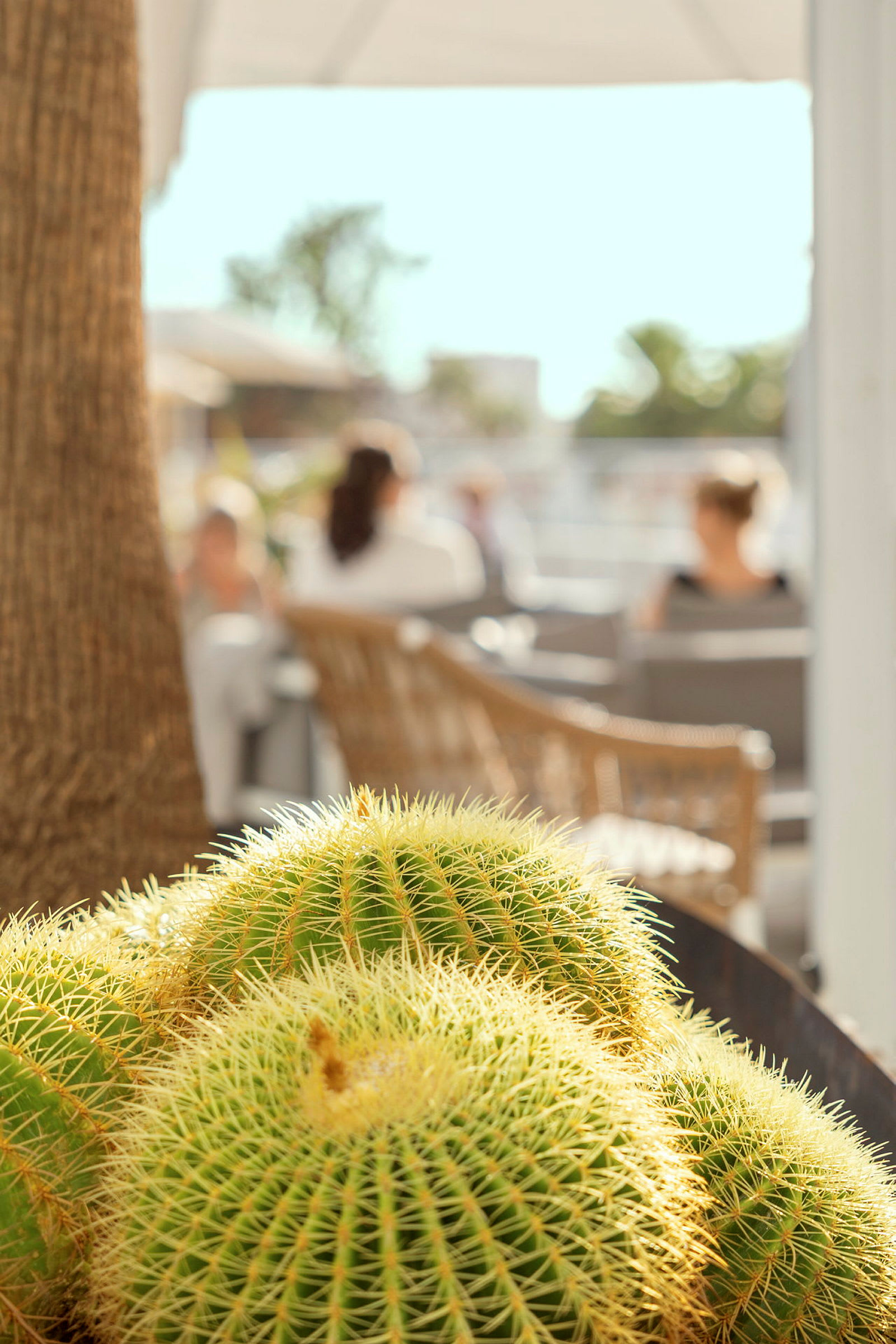 Närbild av flera kaktusar på en solbelyst terrass med människor sittande i bakgrunden. (AI-genererad text)
