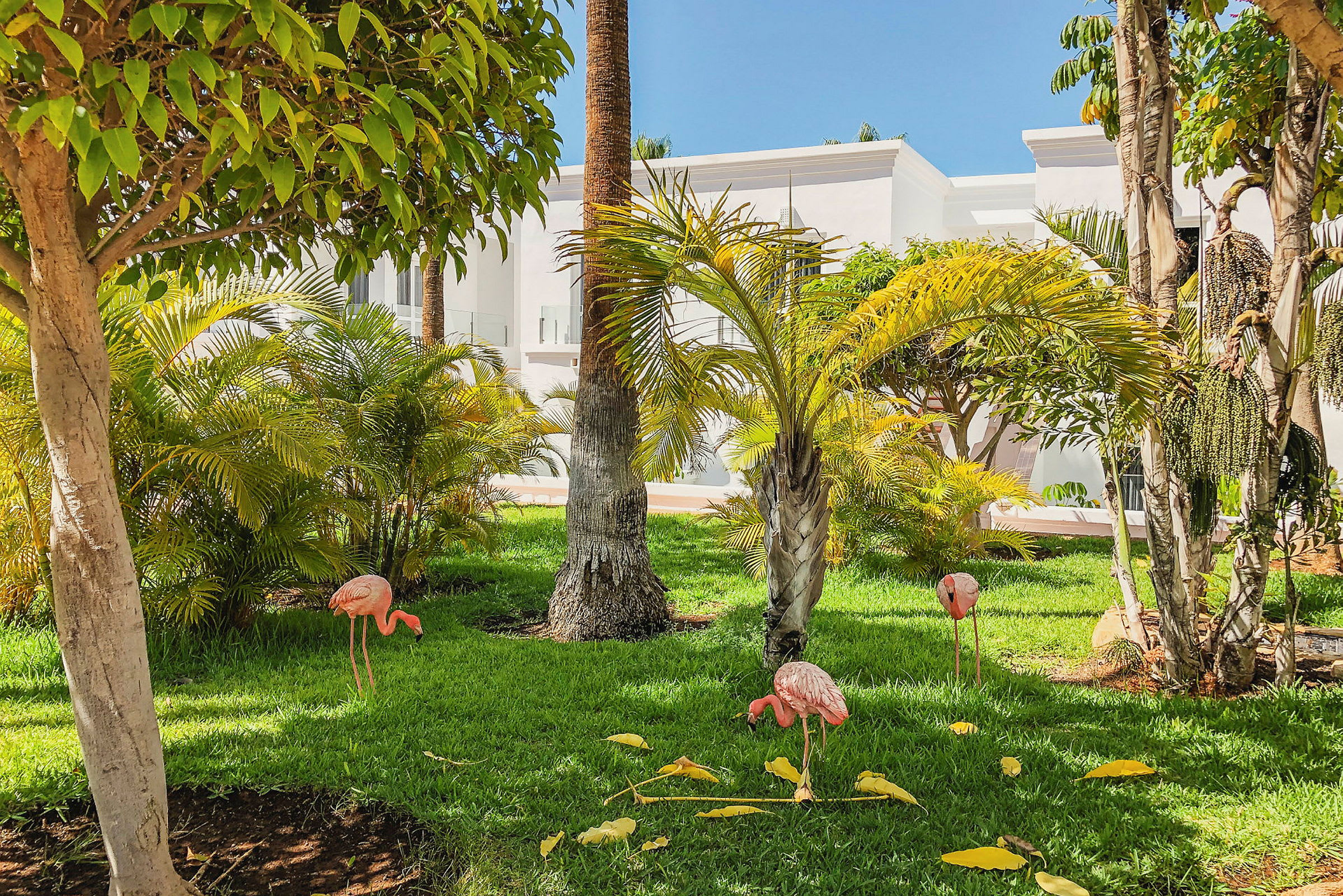 En grönskande trädgård med palmer, grönt gräs och dekorativa flamingofigurer framför en vit byggnad. (AI-genererad text)