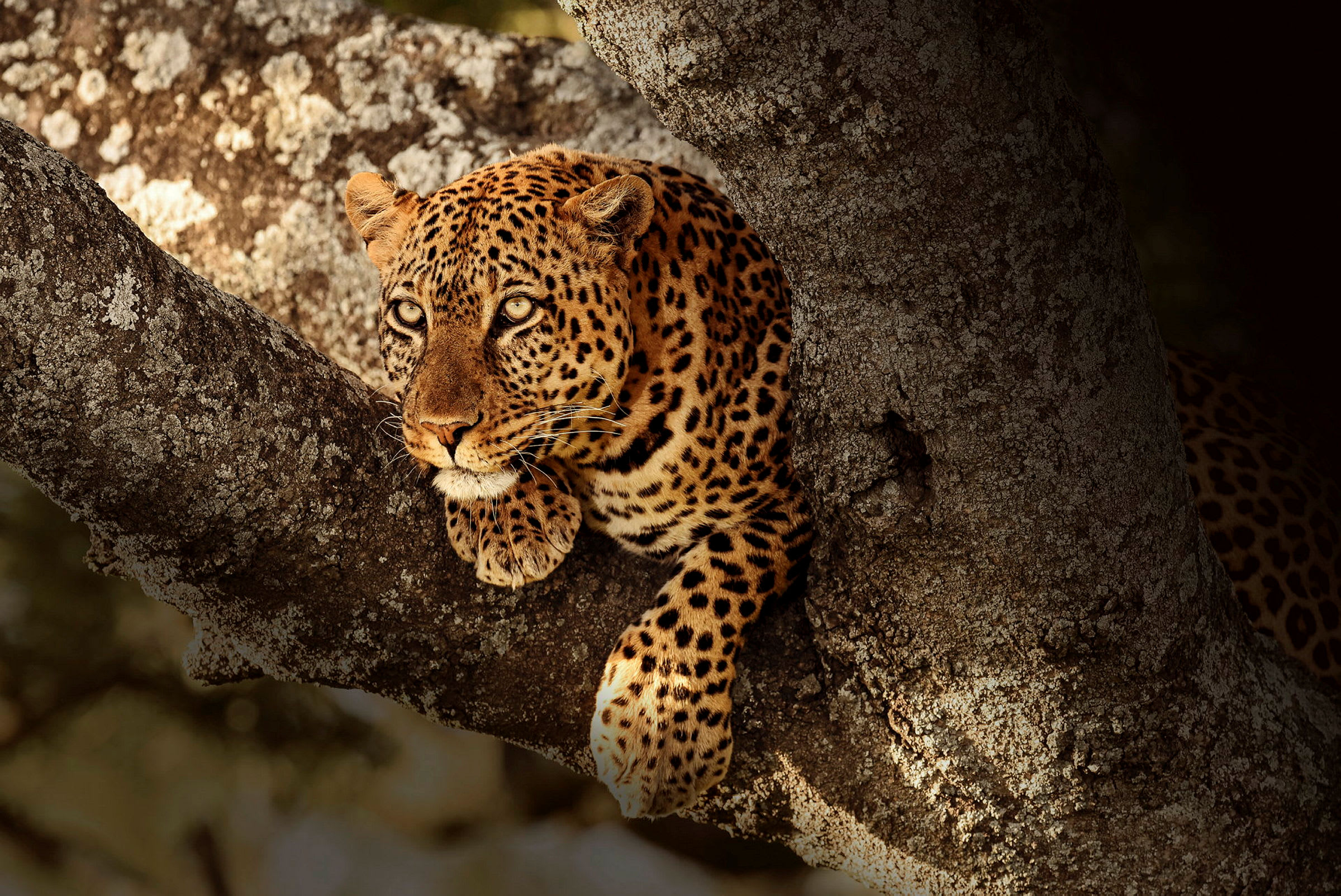 En spejande leopard