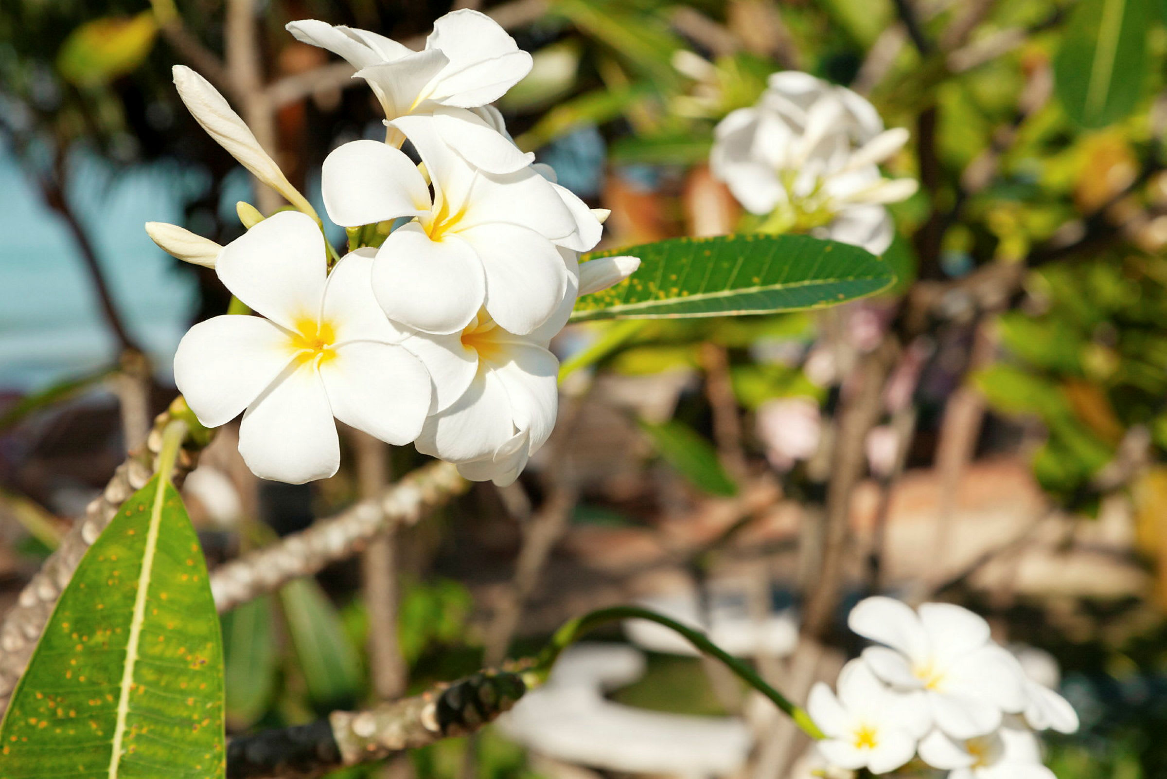 Närbild av vita frangipani-blommor med gula centrum på en gren, omgivna av gröna blad. (AI-genererad text)